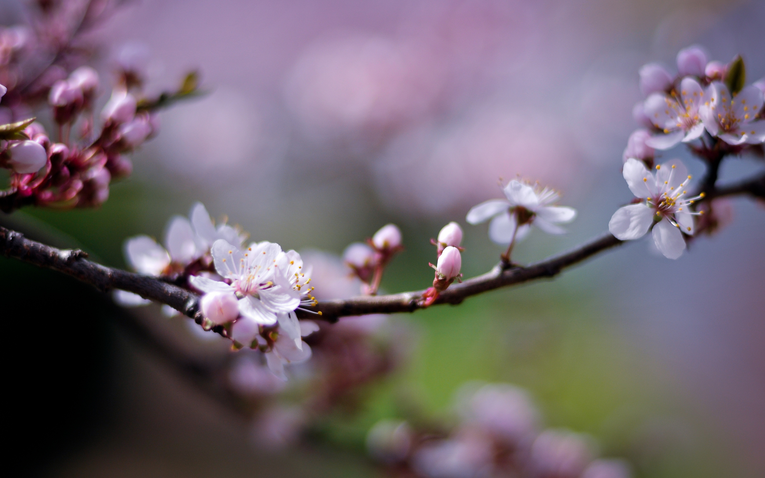 Free download wallpaper Flowers, Earth, Blossom on your PC desktop