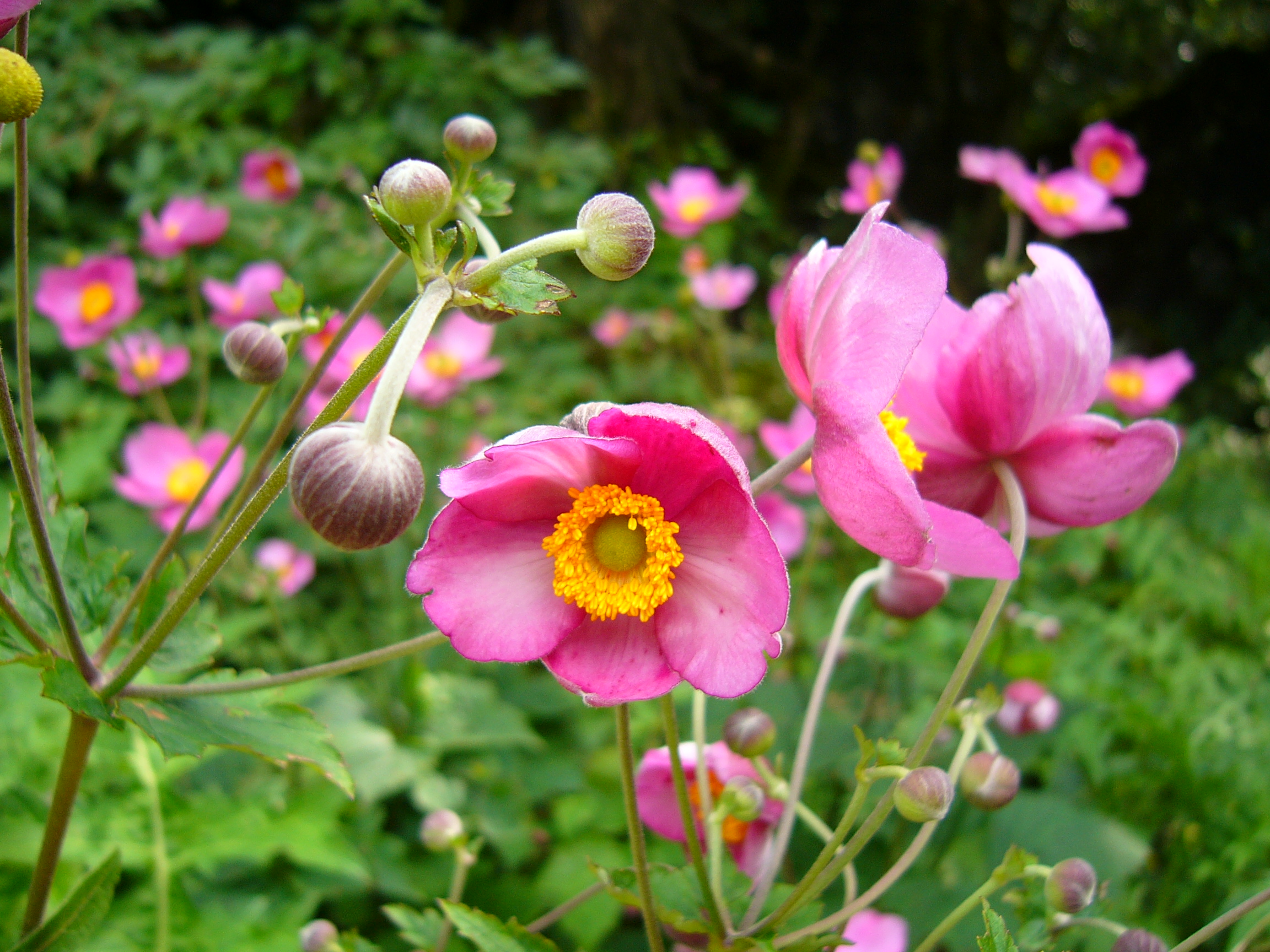 Download mobile wallpaper Nature, Flowers, Flower, Close Up, Earth, Anemone, Pink Flower for free.