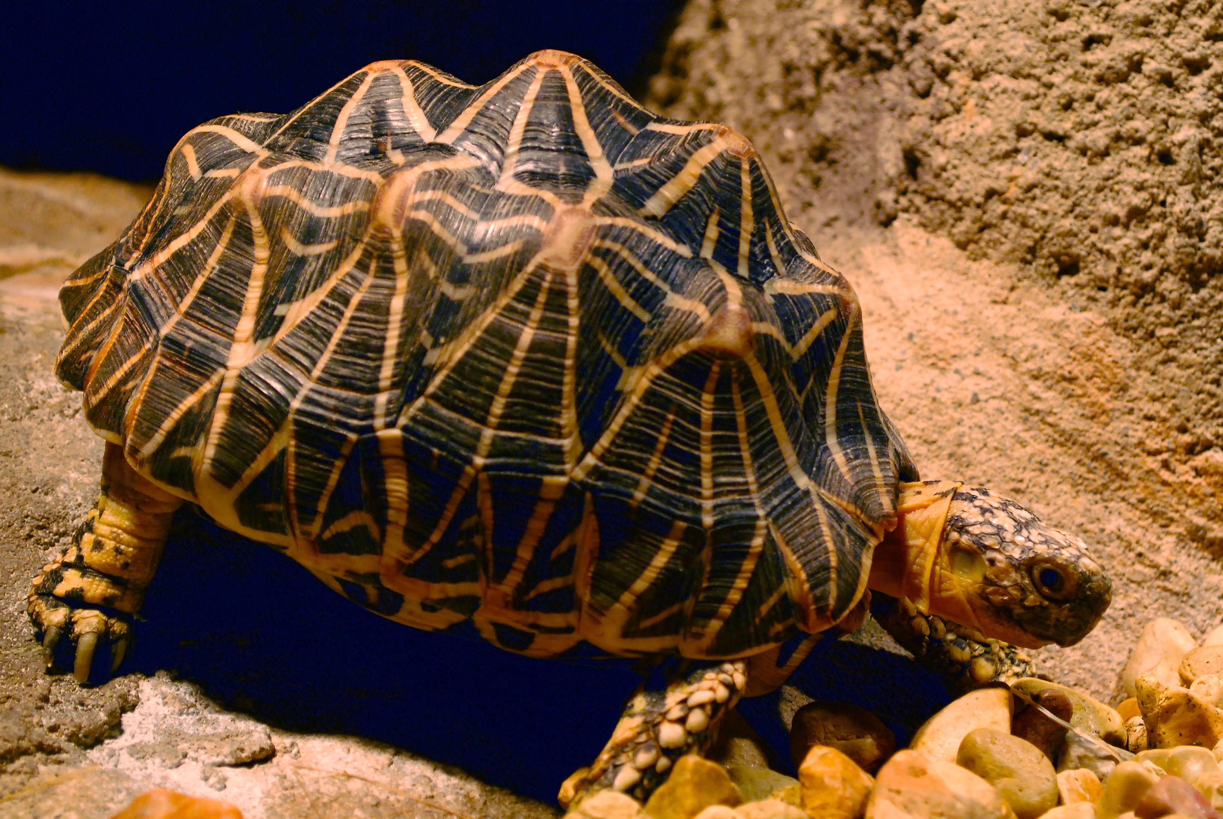 668653 Bild herunterladen tiere, indische sternschildkröte, landschildkröten - Hintergrundbilder und Bildschirmschoner kostenlos