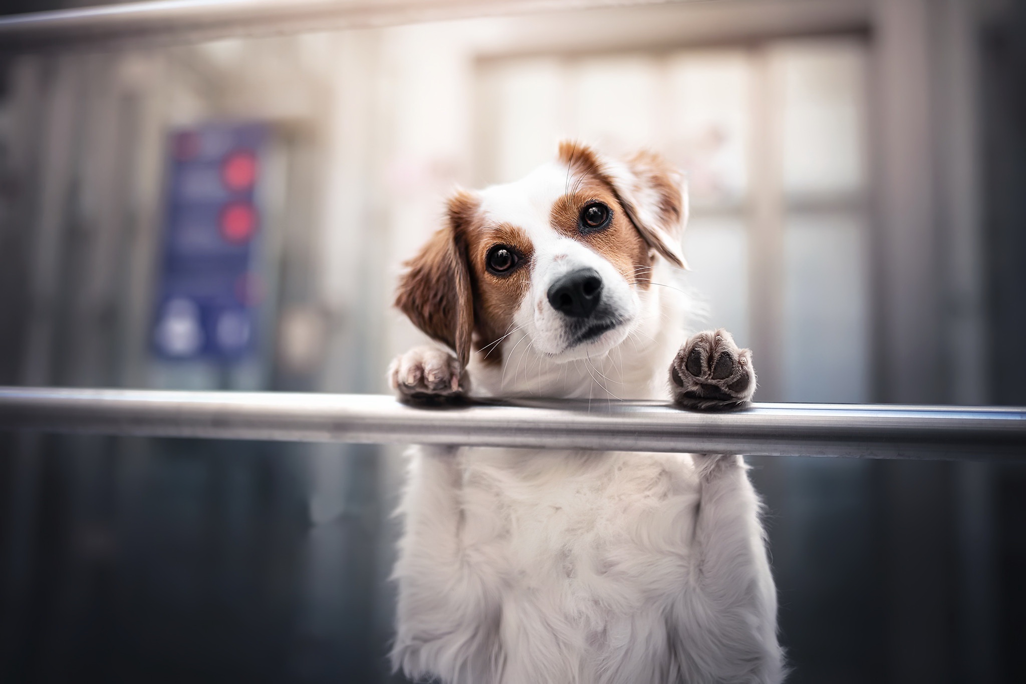 Téléchargez des papiers peints mobile Animaux, Chiens, Chien gratuitement.