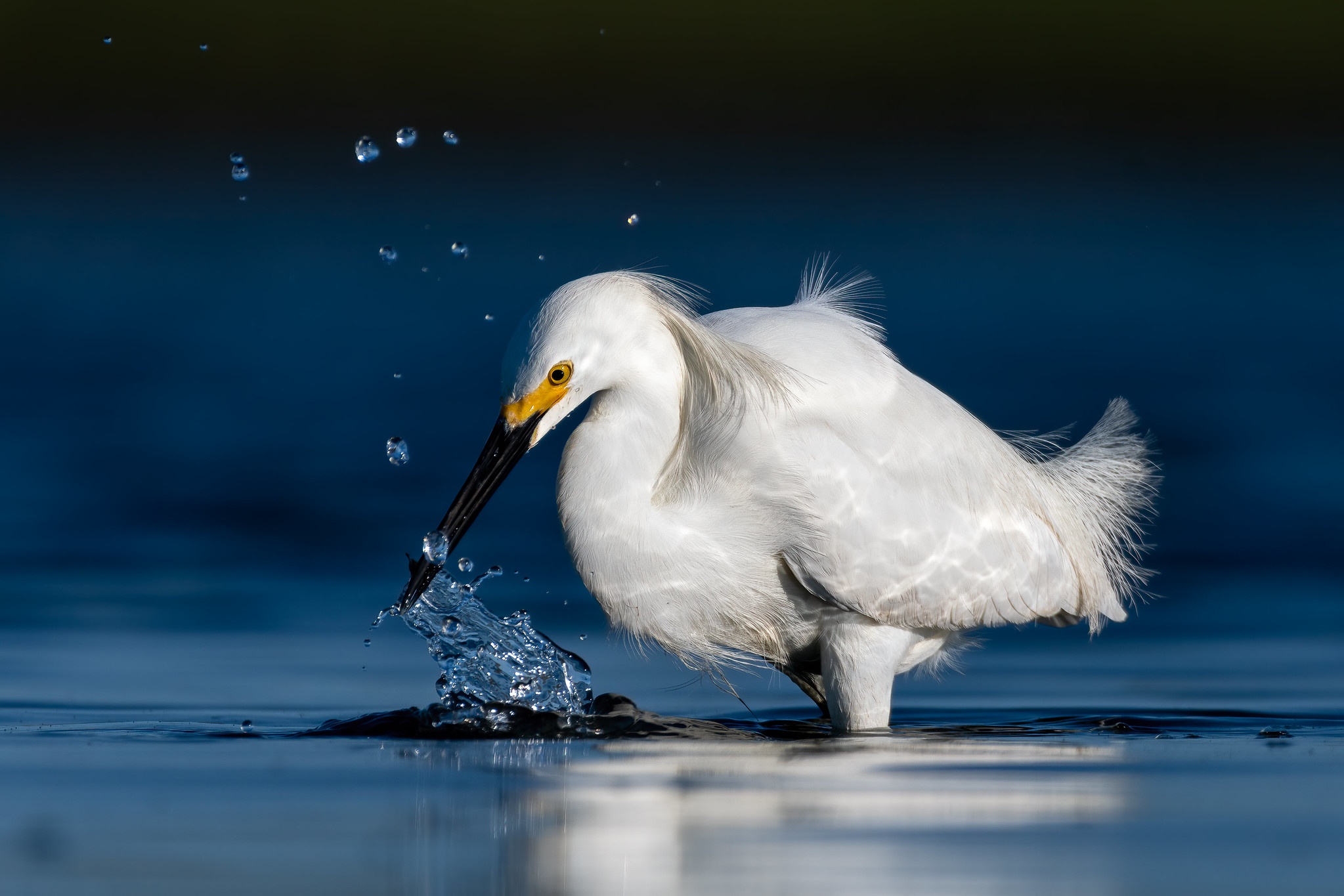 Free download wallpaper Birds, Water, Bird, Animal, Egret on your PC desktop