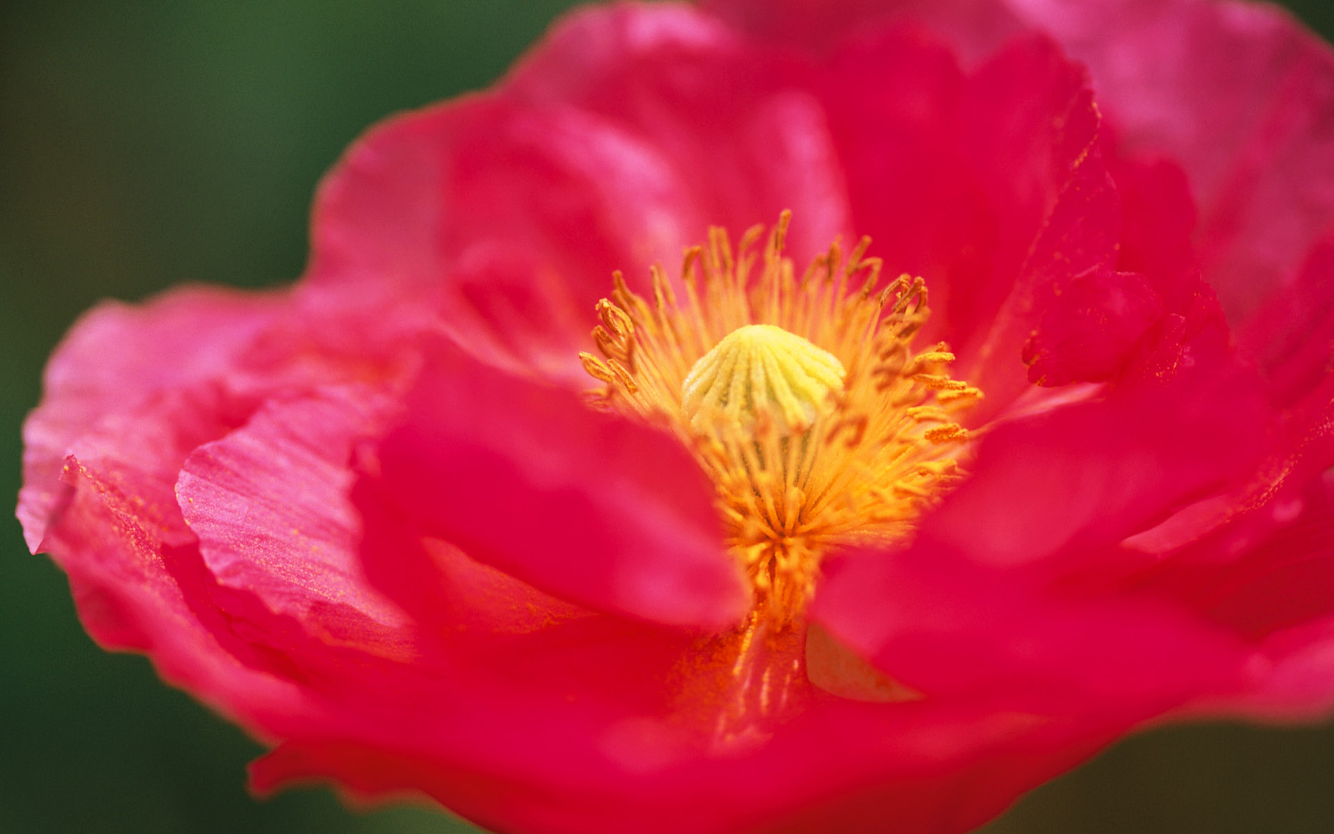 Téléchargez gratuitement l'image Fleurs, Fleur, Terre/nature sur le bureau de votre PC