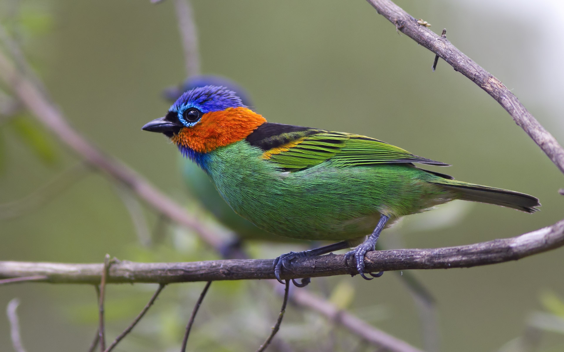 Baixar papel de parede para celular de Animais, Aves, Pássaro gratuito.