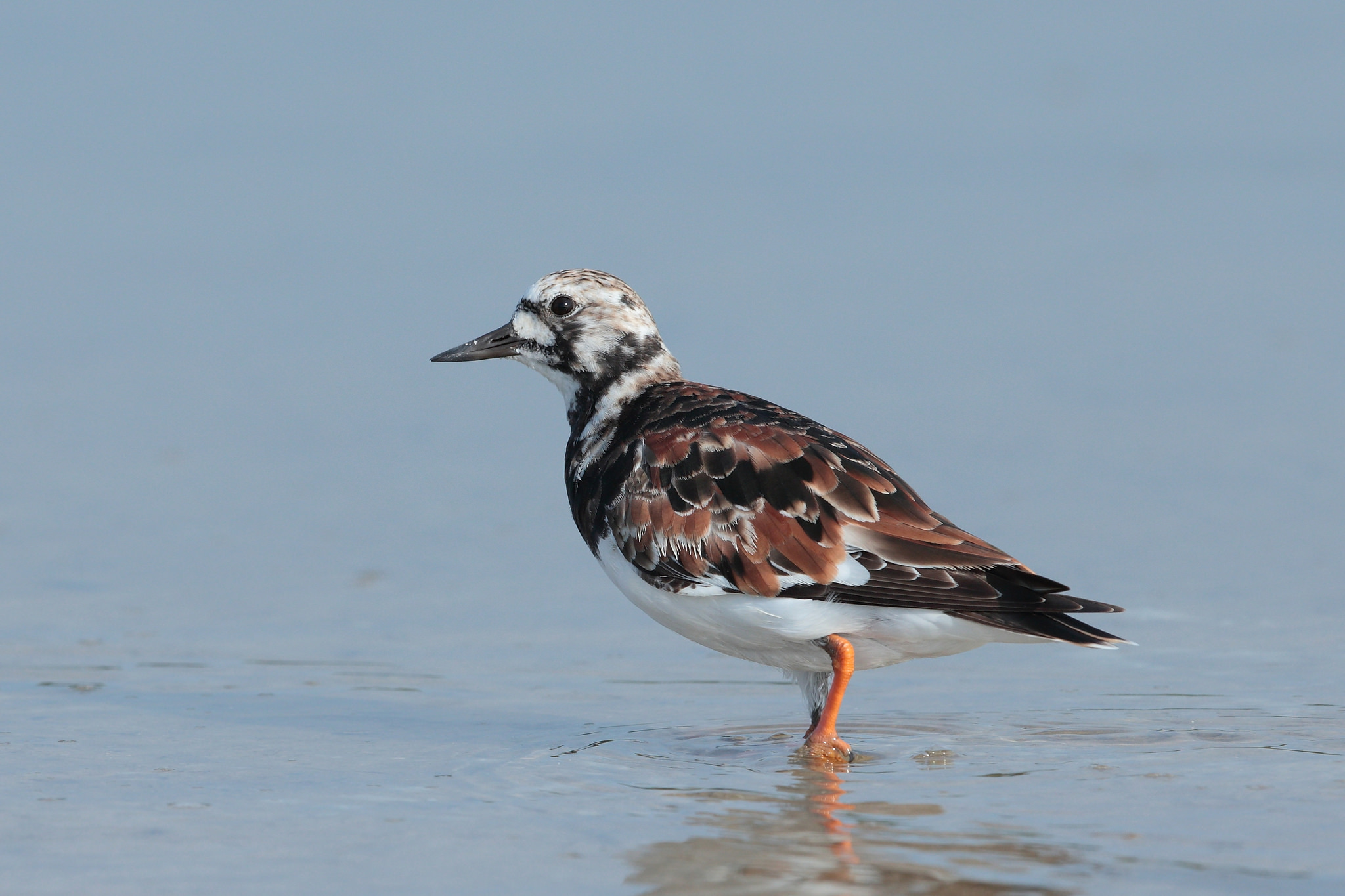 Laden Sie das Tiere, Vögel, Vogel-Bild kostenlos auf Ihren PC-Desktop herunter