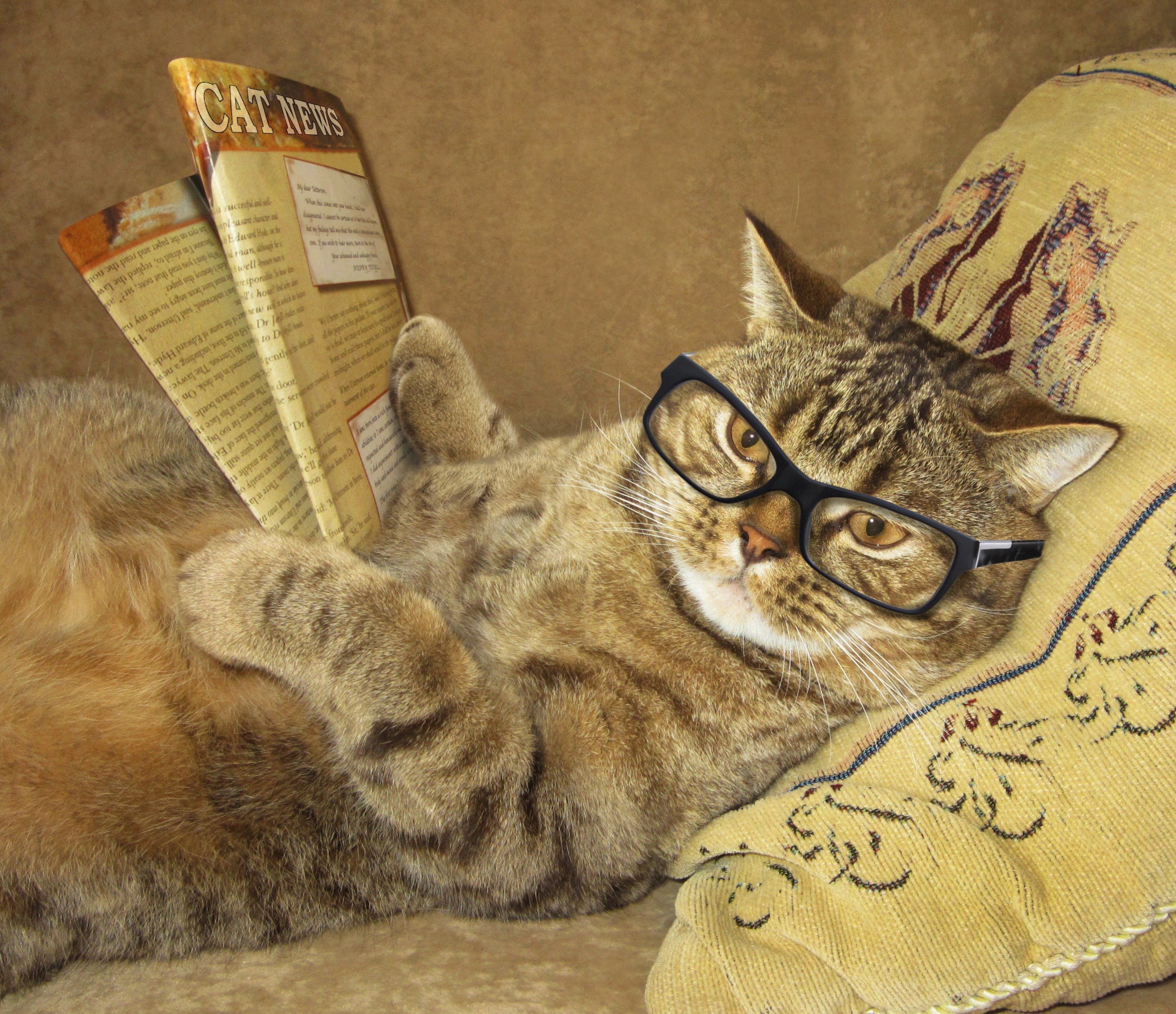 Завантажити шпалери безкоштовно Гумор, Кішка, Коти, Окуляри картинка на робочий стіл ПК