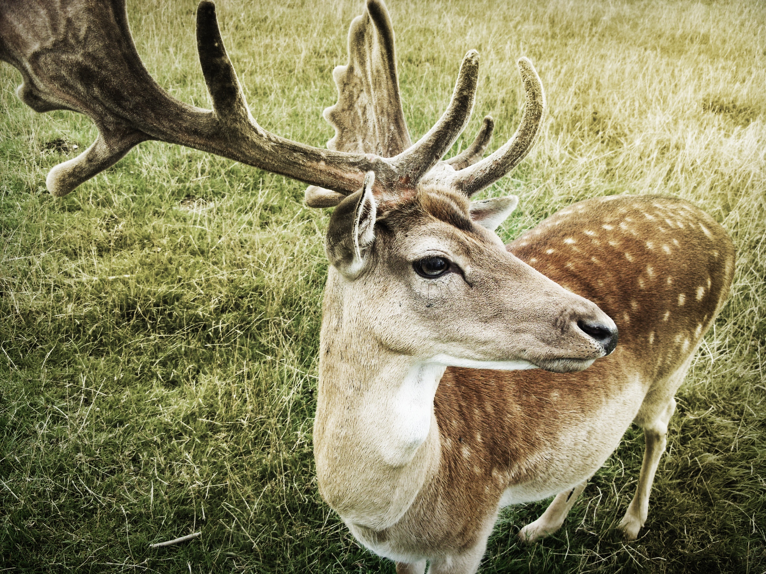 Download mobile wallpaper Muzzle, Animals, Horns, Deer for free.