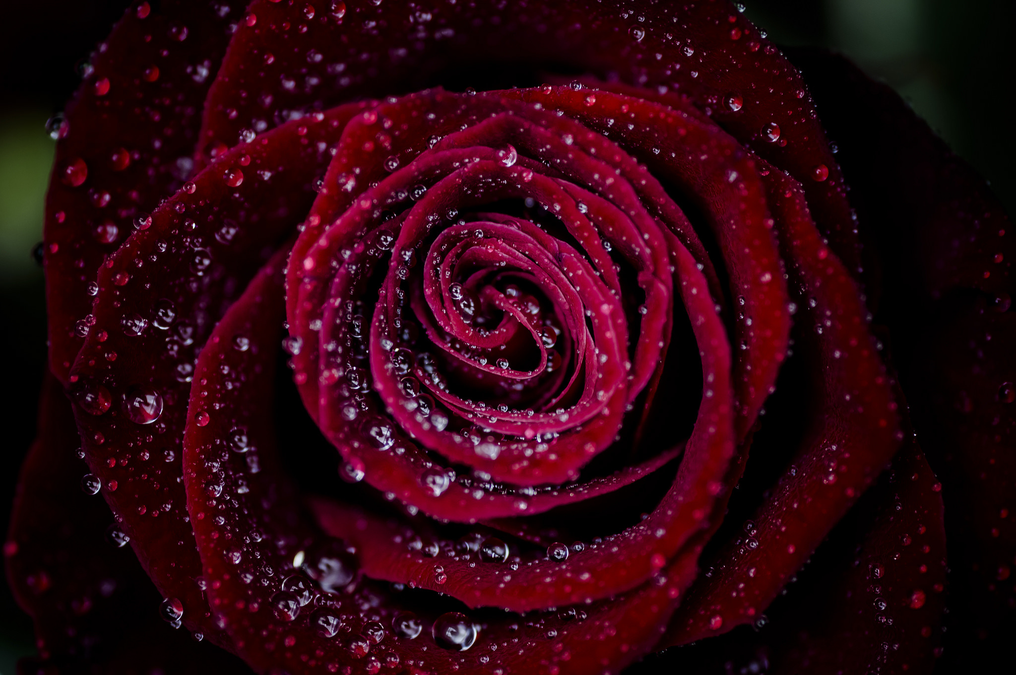 Descarga gratis la imagen Naturaleza, Flores, Rosa, Rosa Roja, Flor Roja, Tierra/naturaleza, Gota De Agua, Macrofotografía en el escritorio de tu PC