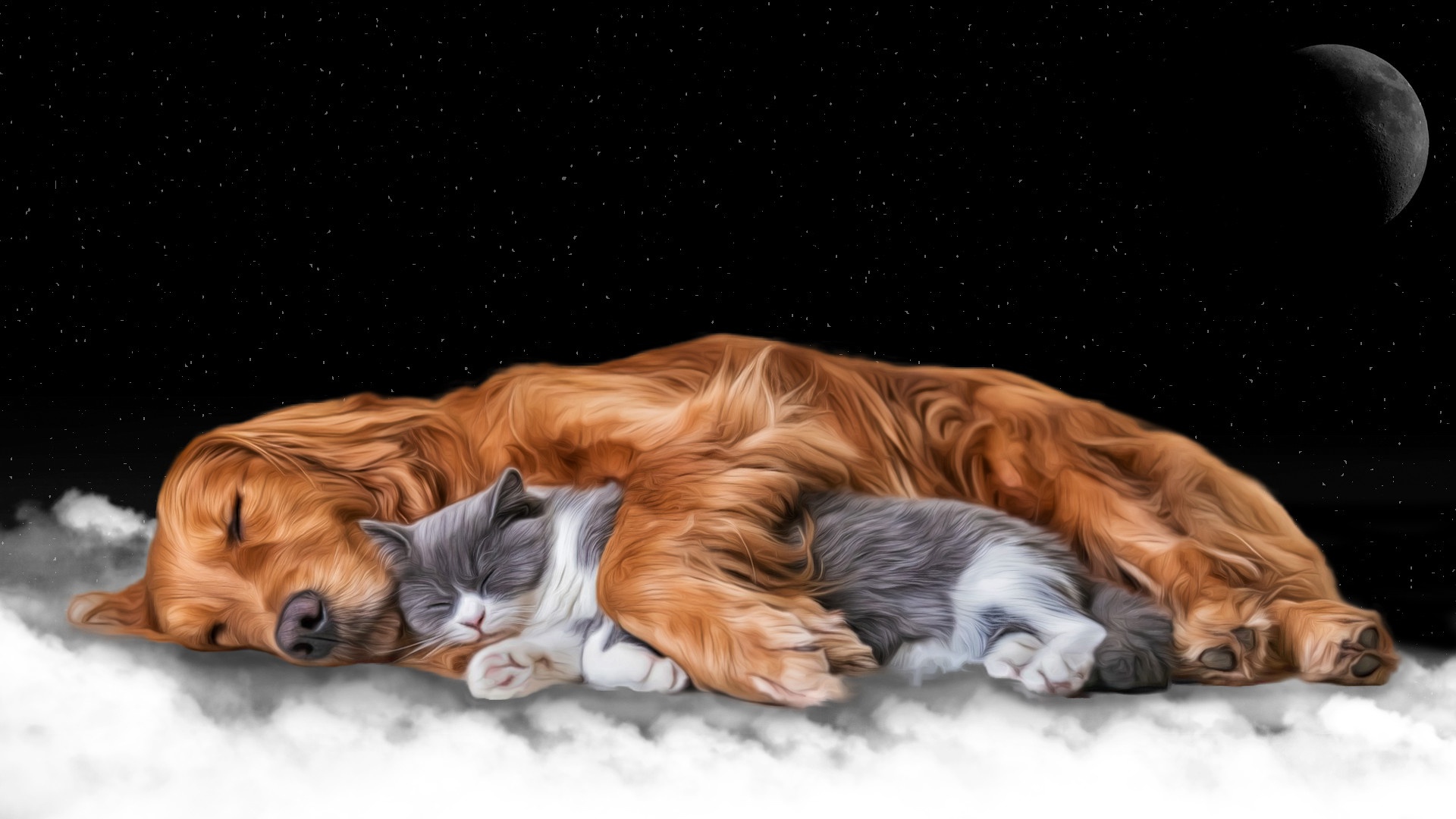 Download mobile wallpaper Spaniel, Cat, Dog, Animal, Cat & Dog for free.
