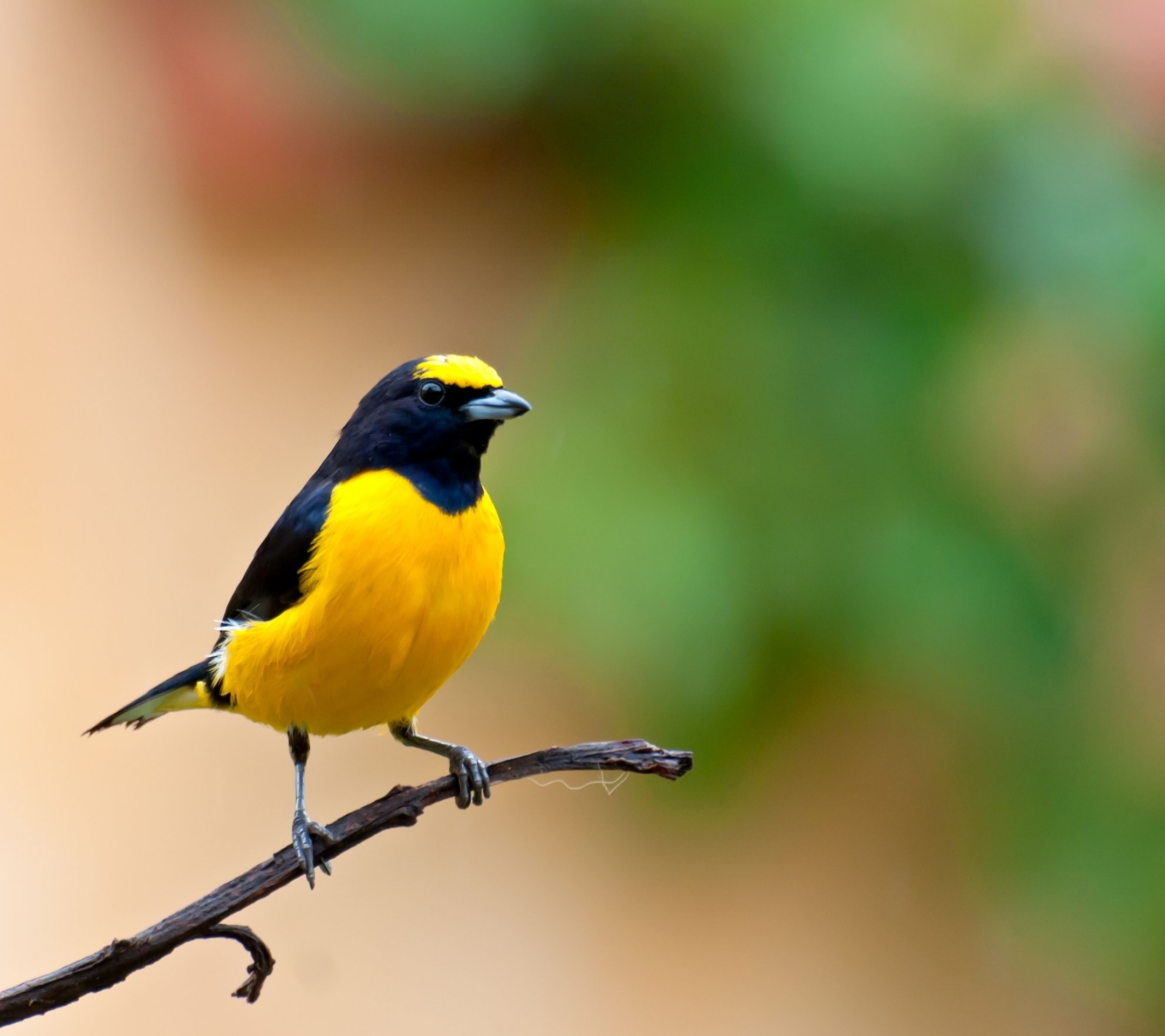 Baixar papel de parede para celular de Animais, Aves, Pássaro gratuito.