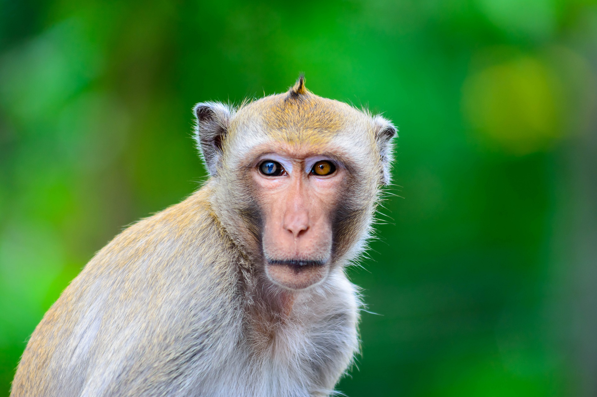 Download mobile wallpaper Monkeys, Monkey, Animal for free.
