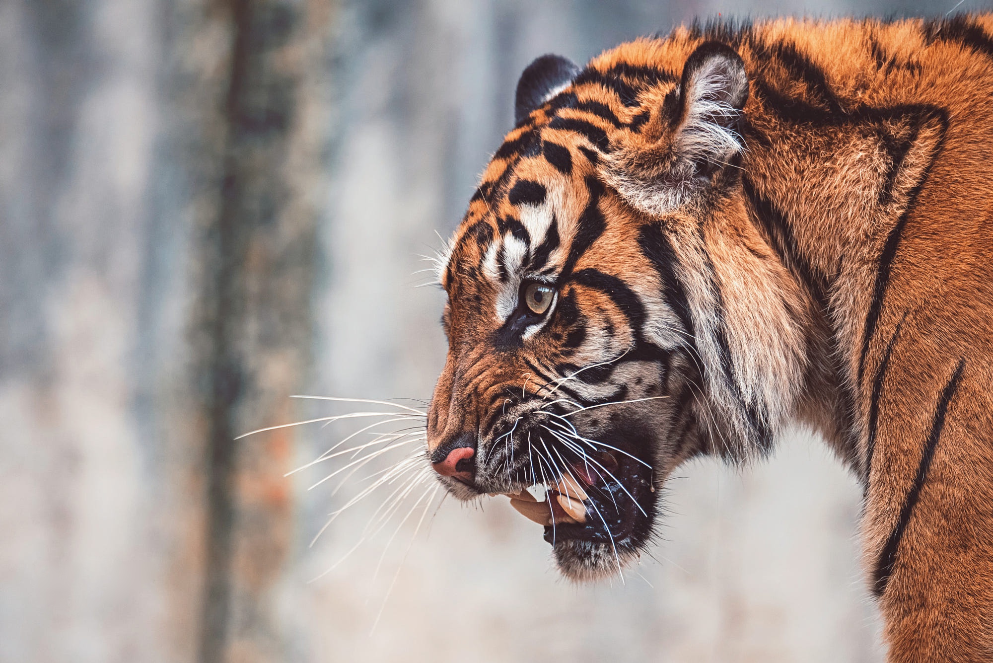 Laden Sie das Katzen, Tiere, Tiger-Bild kostenlos auf Ihren PC-Desktop herunter