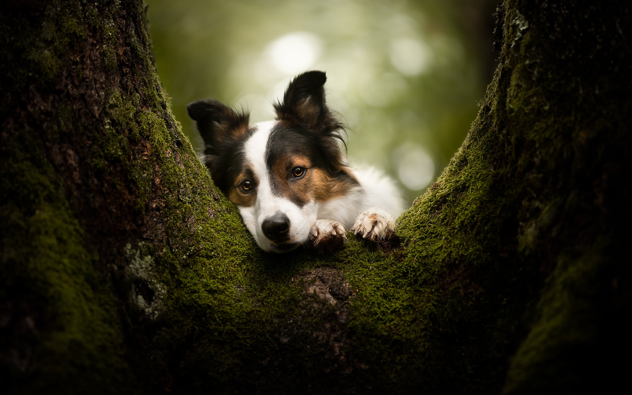 Free download wallpaper Dogs, Dog, Animal, Depth Of Field on your PC desktop