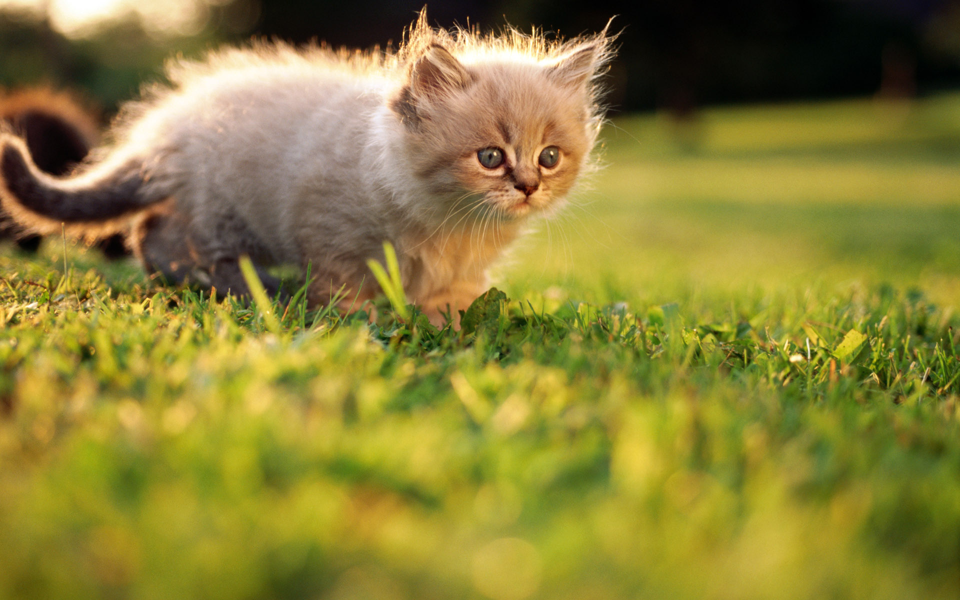 Baixar papel de parede para celular de Animais, Gato gratuito.