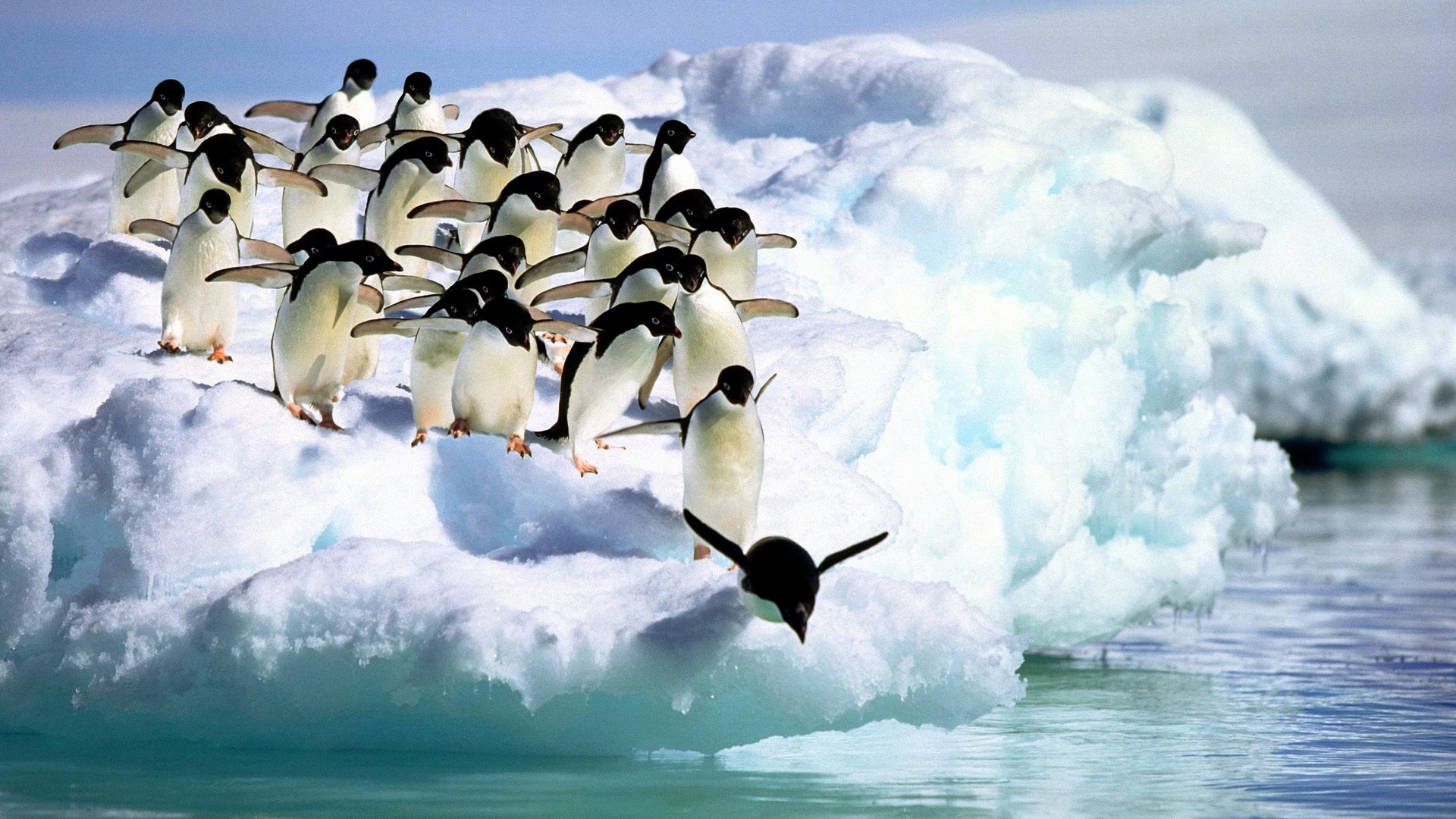 151038 скачать обои пингвины, животные, вода, снег - заставки и картинки бесплатно
