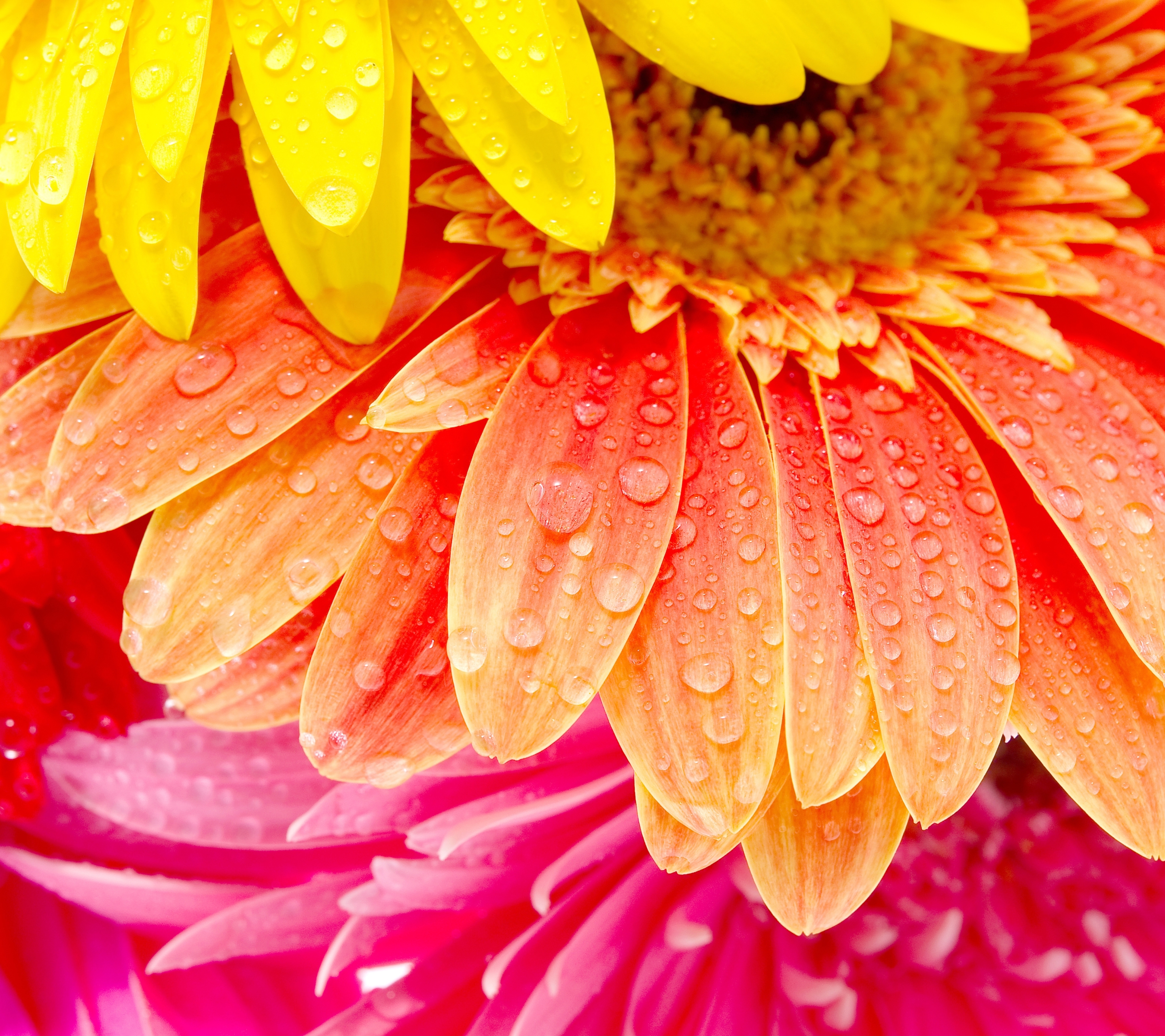 Download mobile wallpaper Nature, Flowers, Flower, Close Up, Earth, Gerbera, Water Drop, Orange Flower for free.