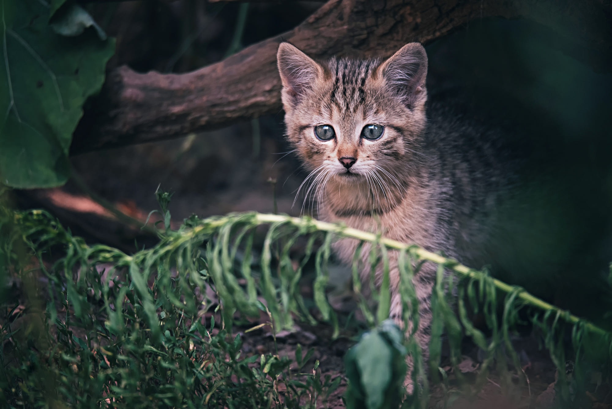 Скачать картинку Котенок, Кошка, Детеныш Животного, Животные, Кошки в телефон бесплатно.