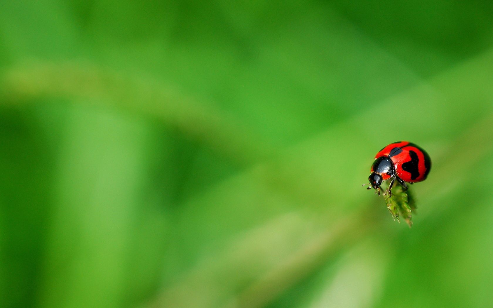 grass, macro, surface, insect, ladybug, ladybird Image for desktop