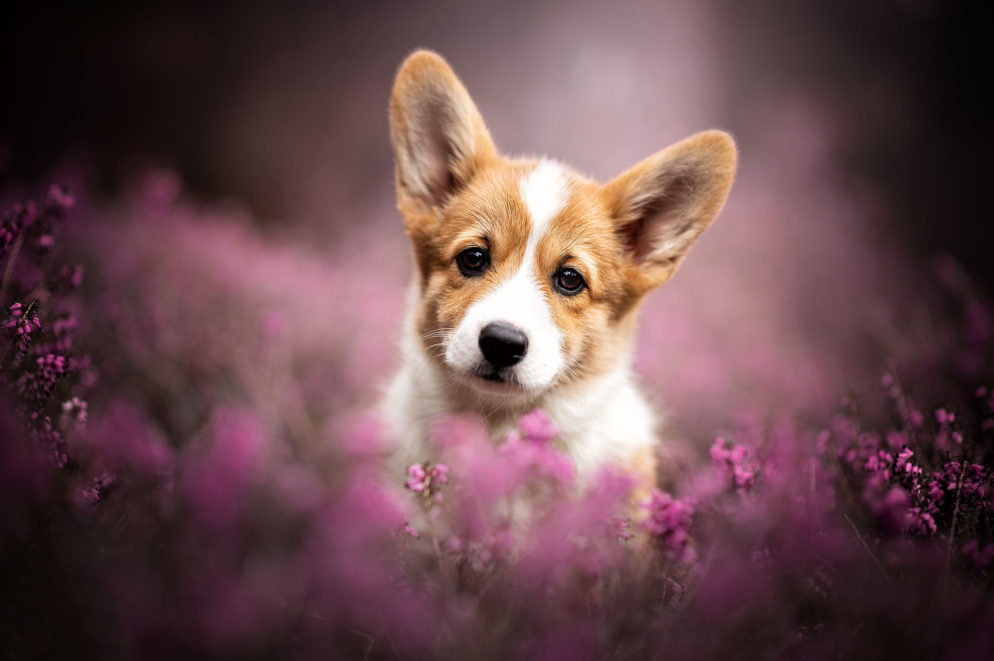 Download mobile wallpaper Dogs, Flower, Dog, Animal, Puppy, Corgi, Baby Animal for free.