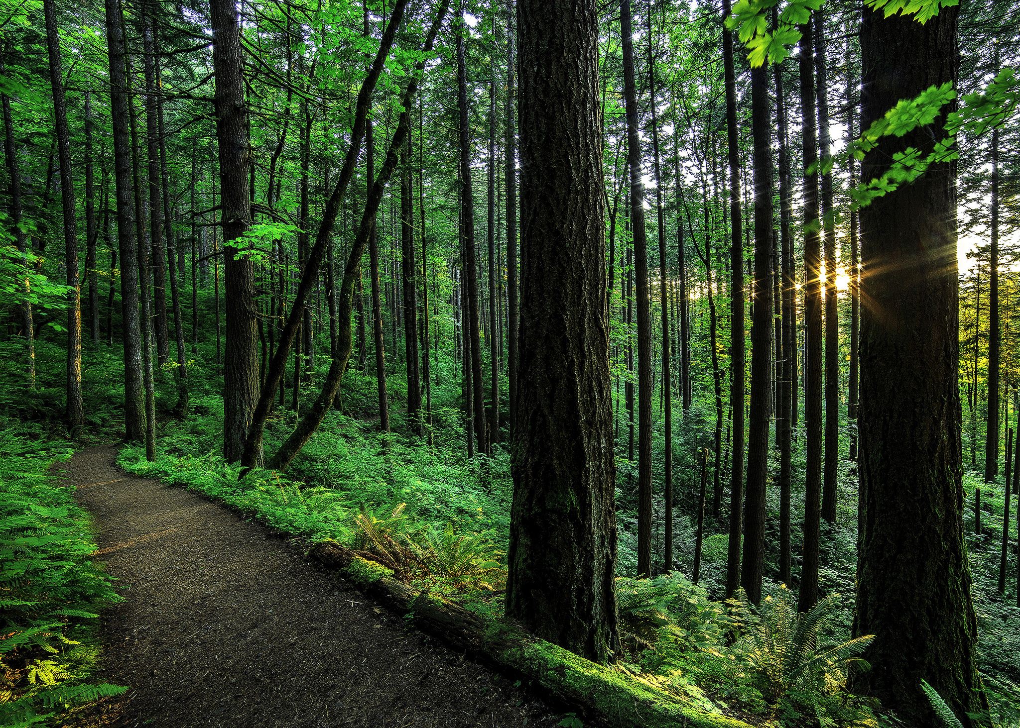 Baixe gratuitamente a imagem Caminho, Floresta, Árvore, Terra/natureza na área de trabalho do seu PC
