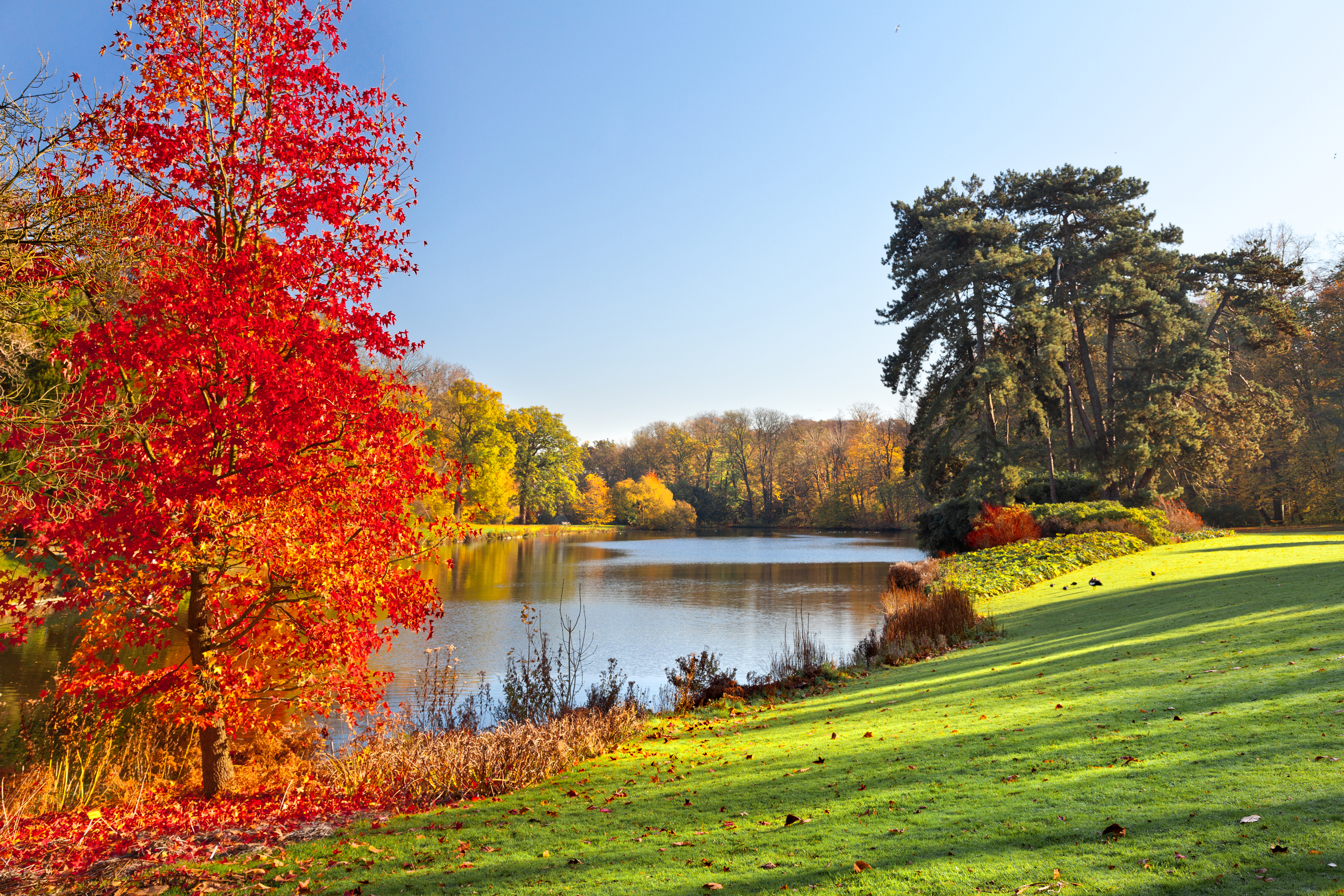 Laden Sie das Herbst, Park, Baum, Fotografie-Bild kostenlos auf Ihren PC-Desktop herunter
