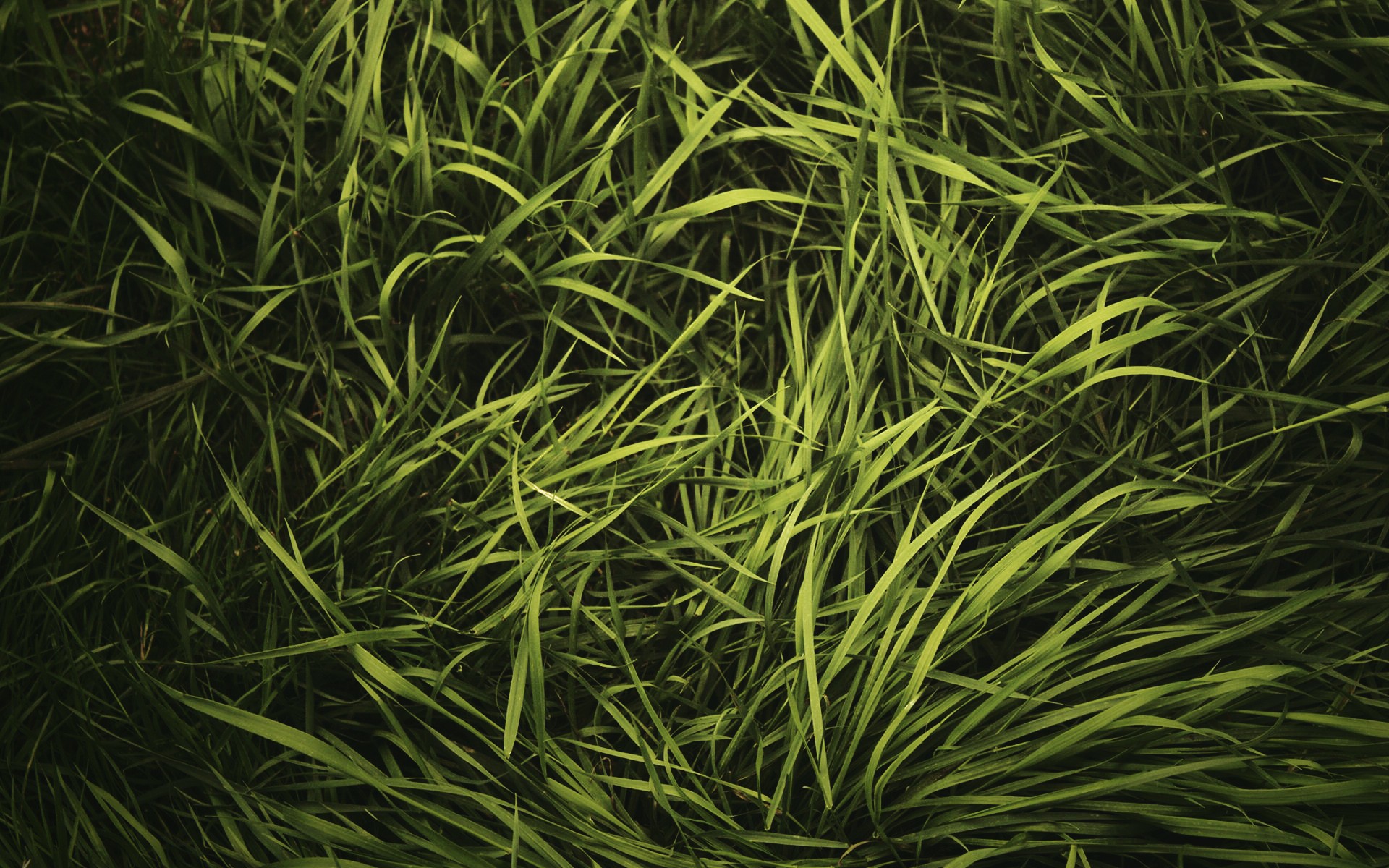 Скачать картинку Трава, Зеленый, Земля/природа в телефон бесплатно.