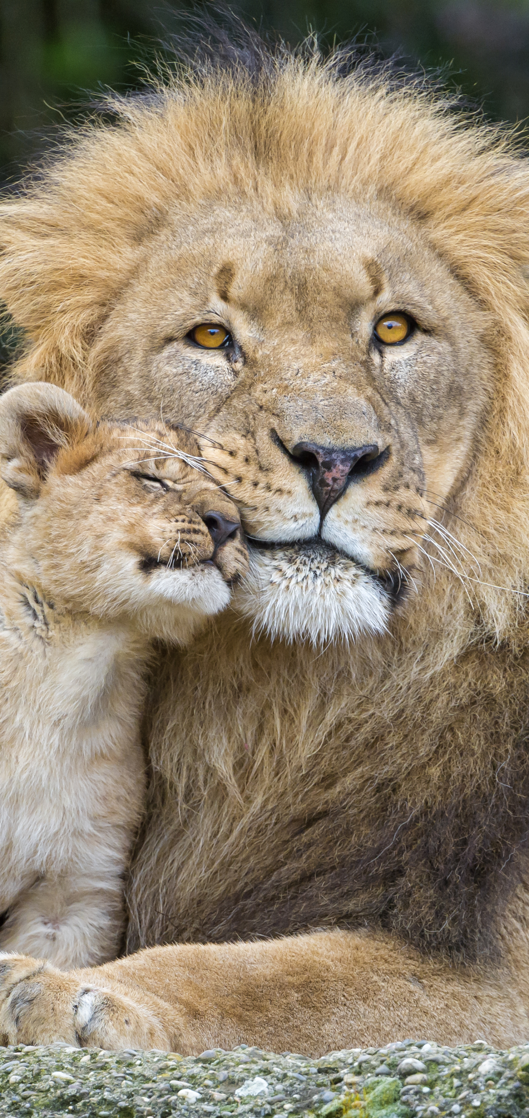 Download mobile wallpaper Cats, Love, Lion, Animal, Baby Animal, Cub for free.