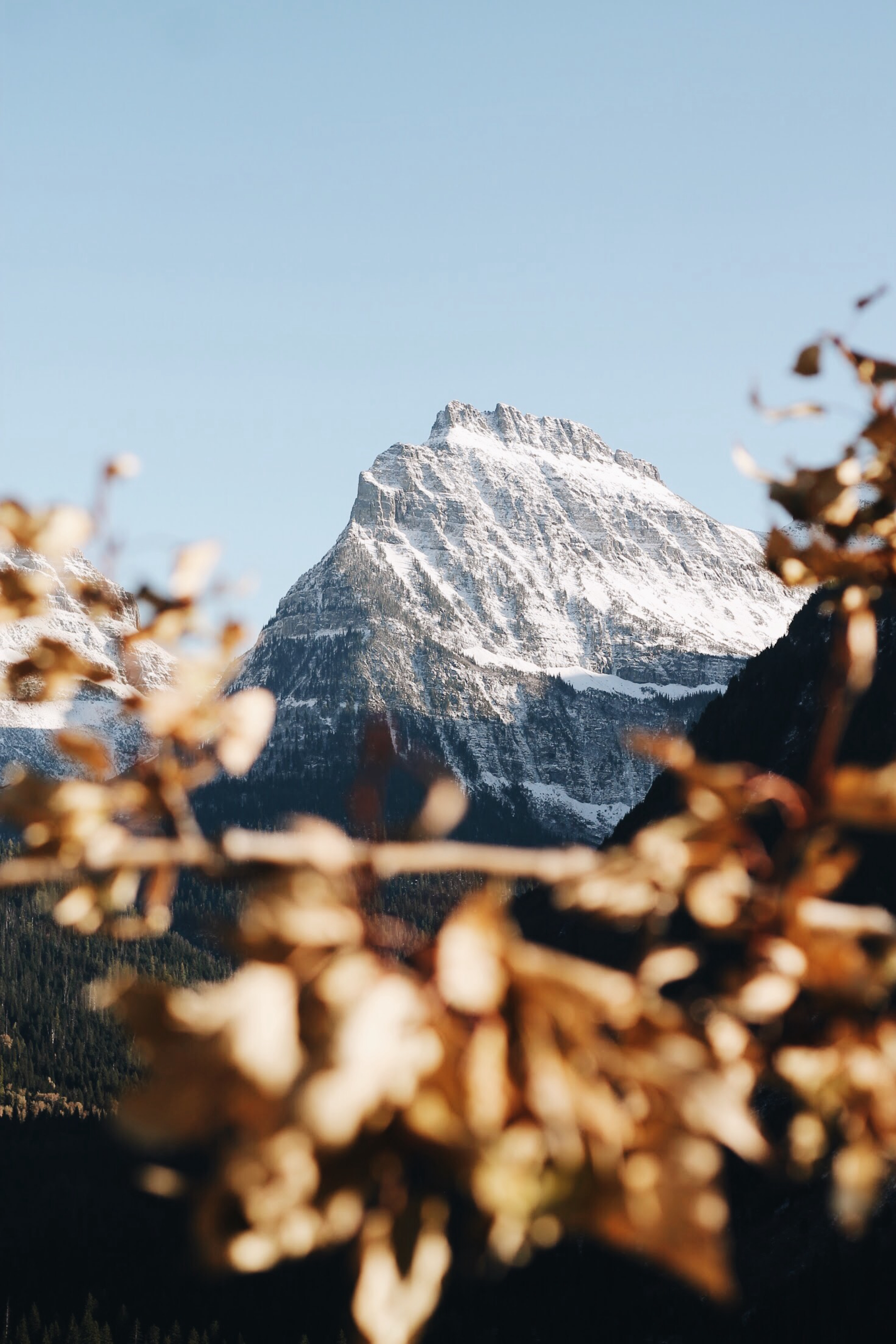 landscape, nature, mountain, vertex, top, branch, snow covered, snowbound HD wallpaper