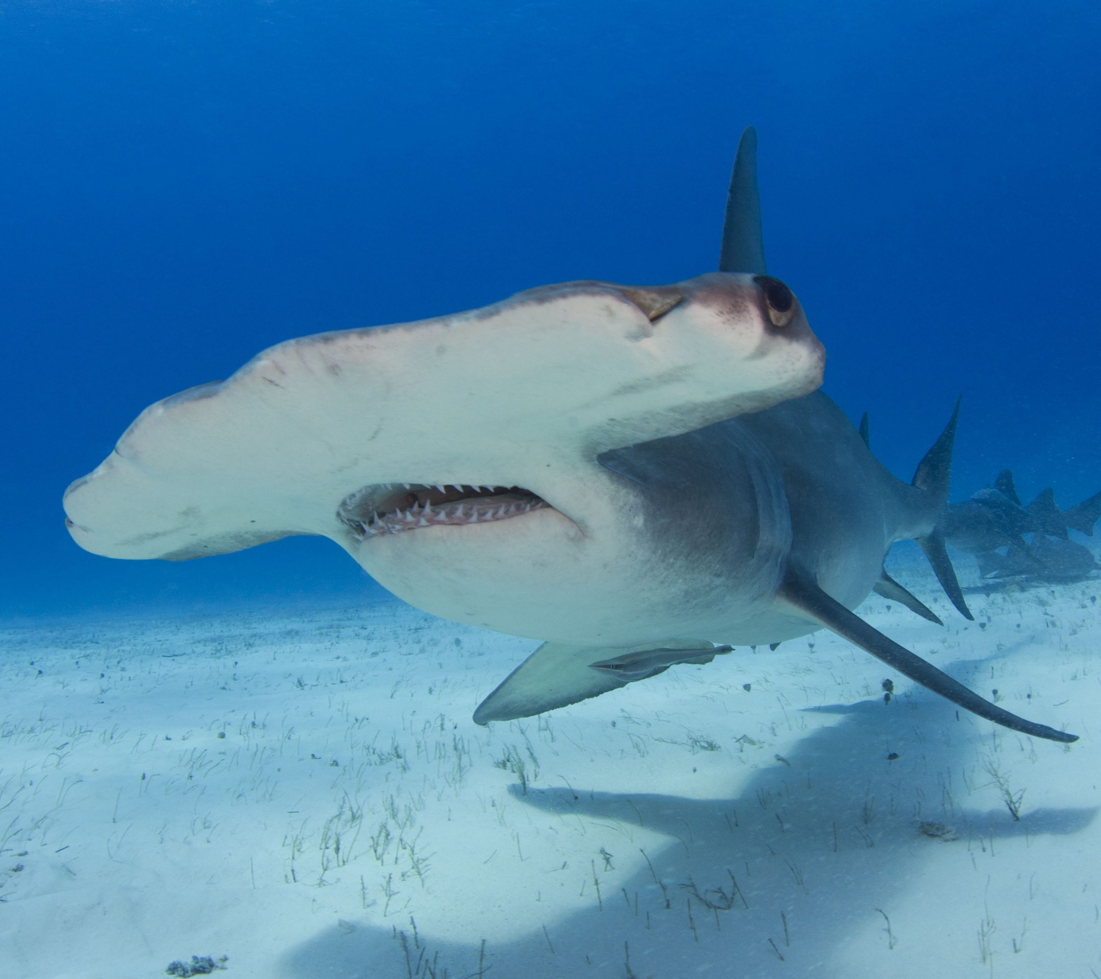 1089016 télécharger le fond d'écran animaux, requin marteau, les requins - économiseurs d'écran et images gratuitement