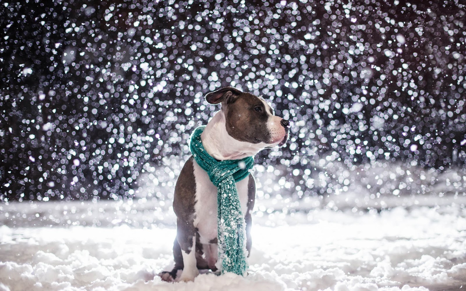 348208 скачать картинку животные, питбуль, шарф, снег, собаки - обои и заставки бесплатно