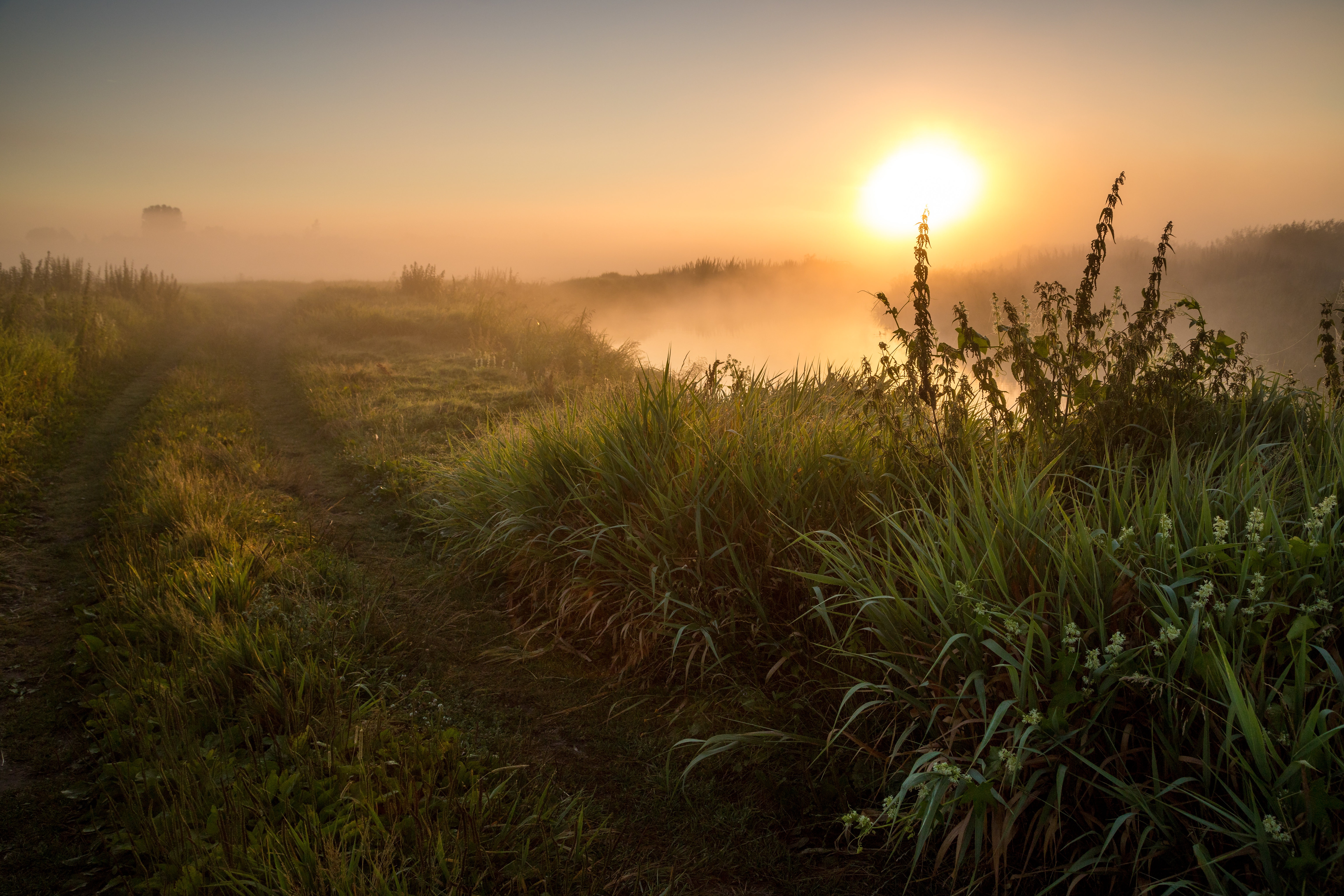 Download mobile wallpaper Summer, Fog, Earth, Path for free.