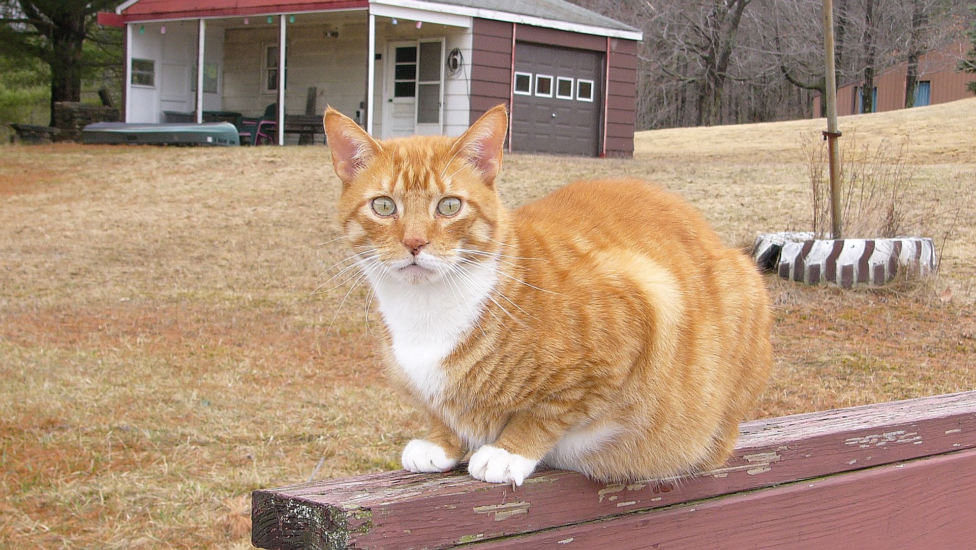 Baixe gratuitamente a imagem Gato, Gatos, Animais na área de trabalho do seu PC