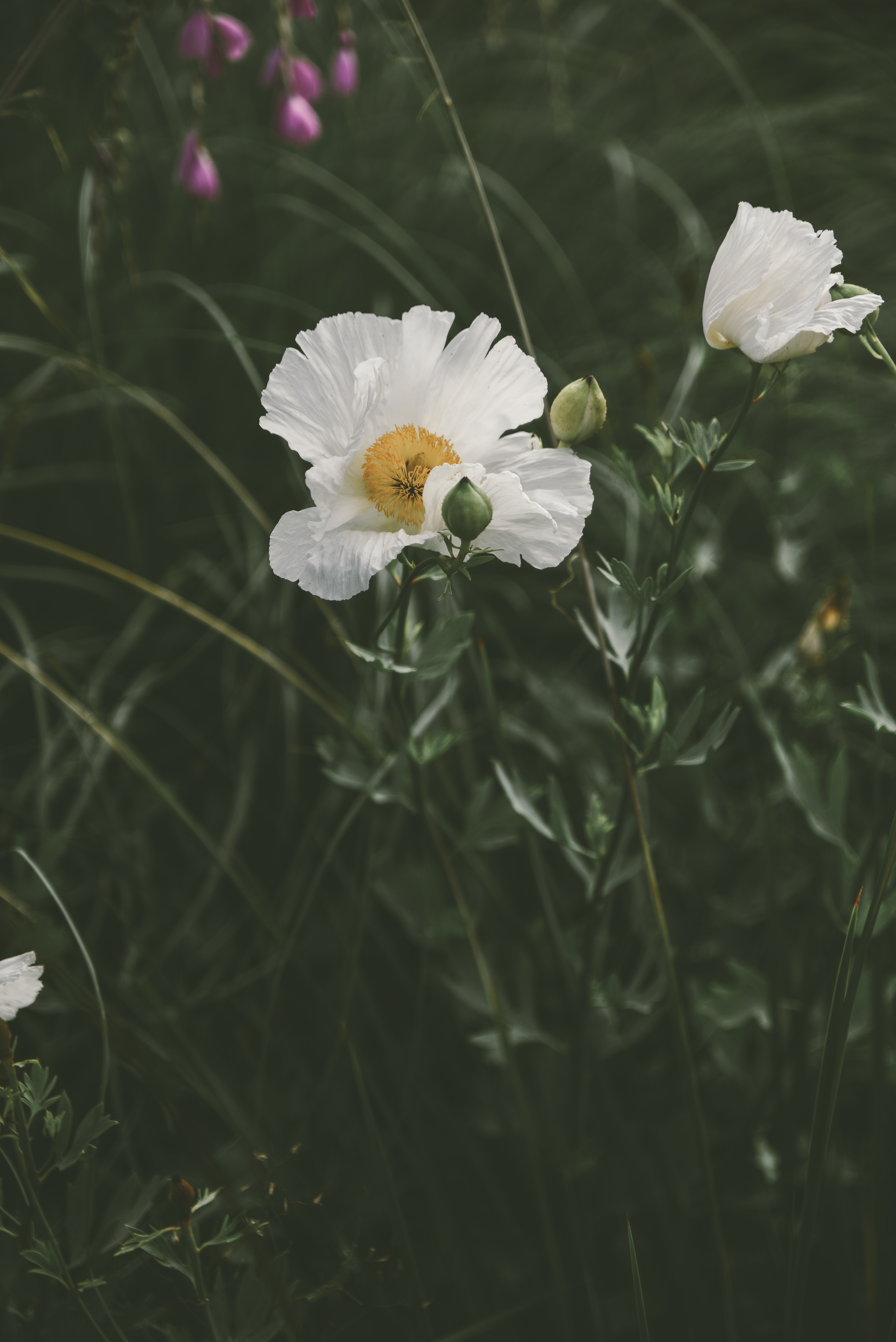 PCデスクトップに草, 咲く, 開花, ポピー, 花壇, フラワーズ, 花画像を無料でダウンロード