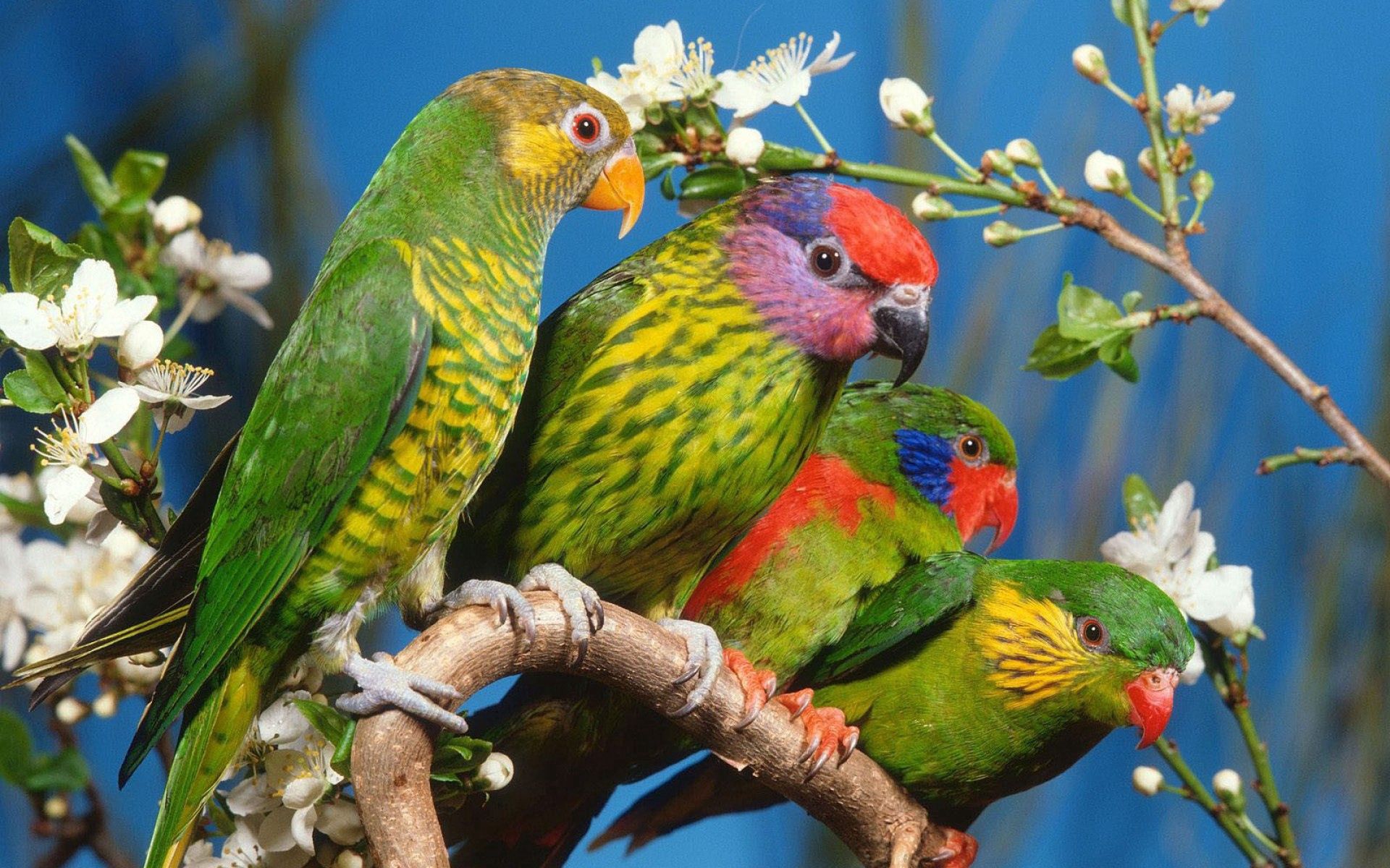 parrots, animals, flowers, birds, multicolored, branch 4K for PC