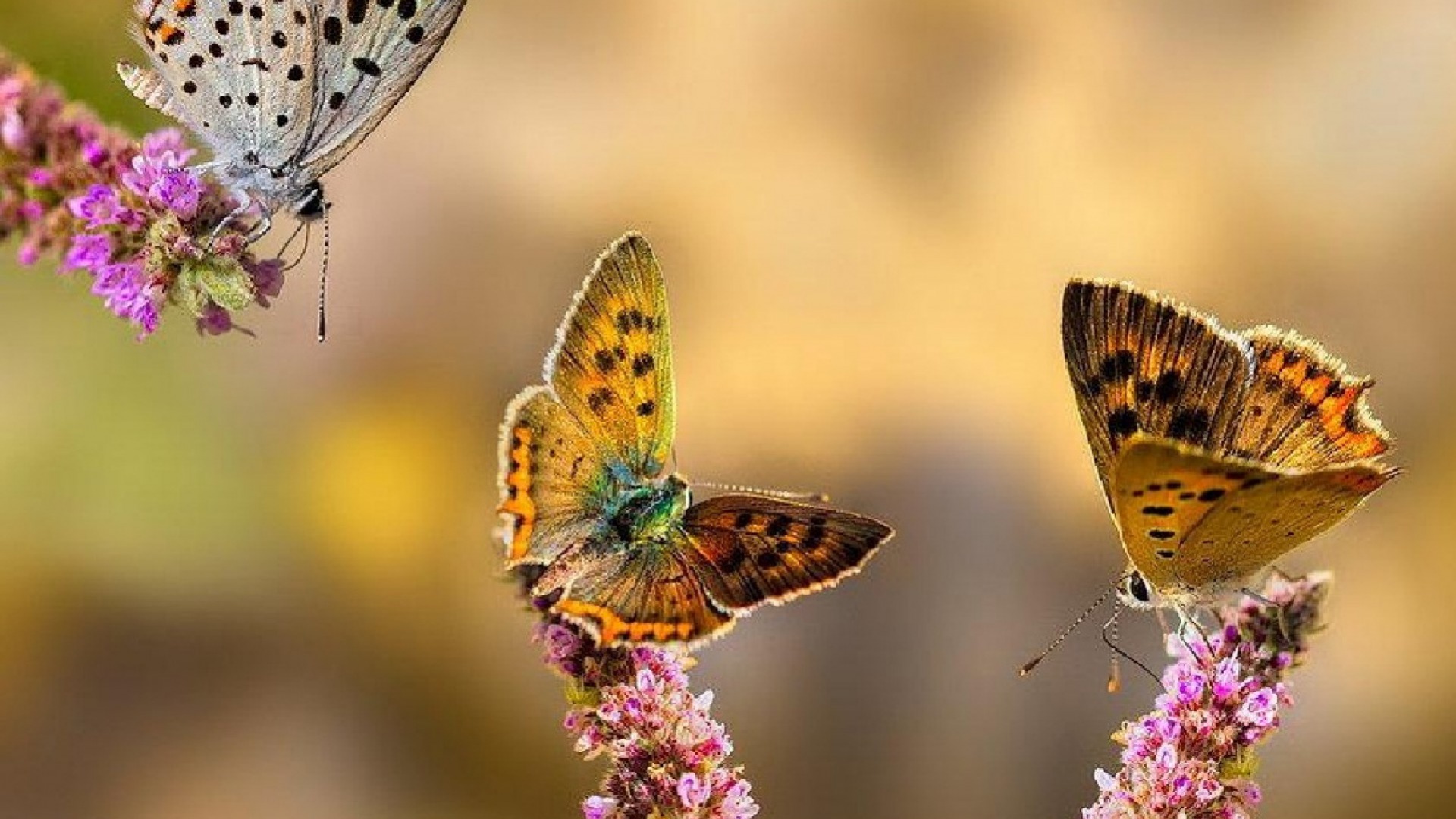 Téléchargez gratuitement l'image Animaux, Fleur, Fermer, Insecte, Papillon sur le bureau de votre PC