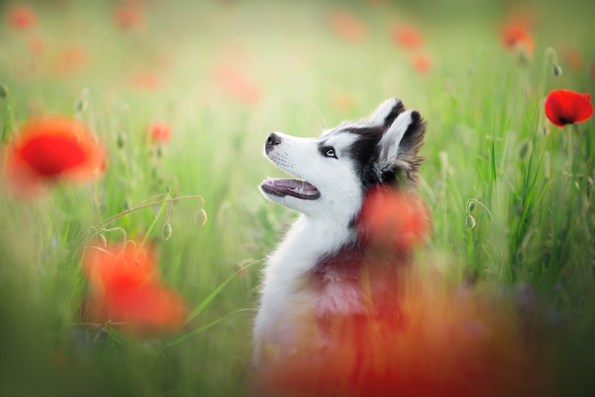 Download mobile wallpaper Dogs, Flower, Dog, Animal, Husky, Poppy for free.