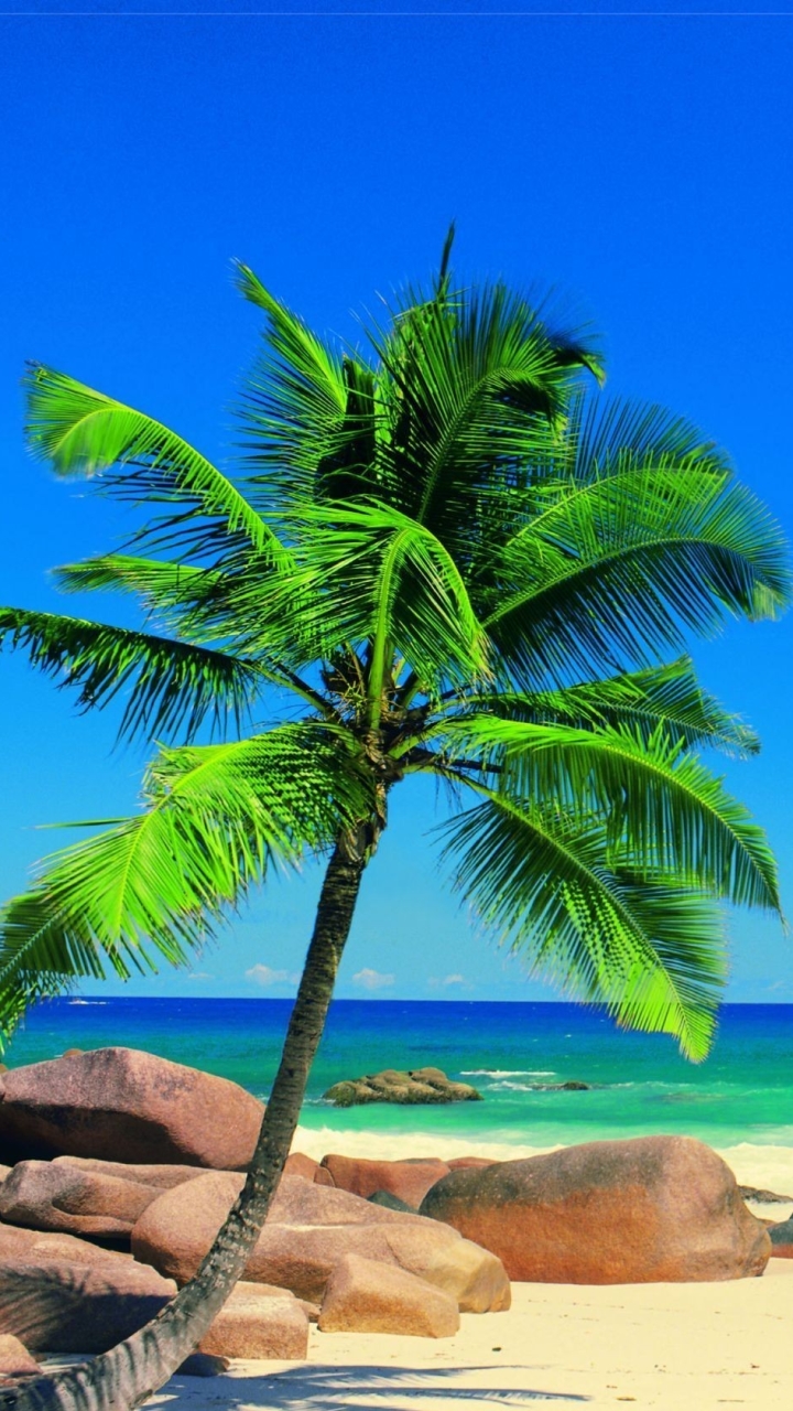 Скачать картинку Небо, Море, Пляж, Пальмы, Пальма, Земля/природа в телефон бесплатно.