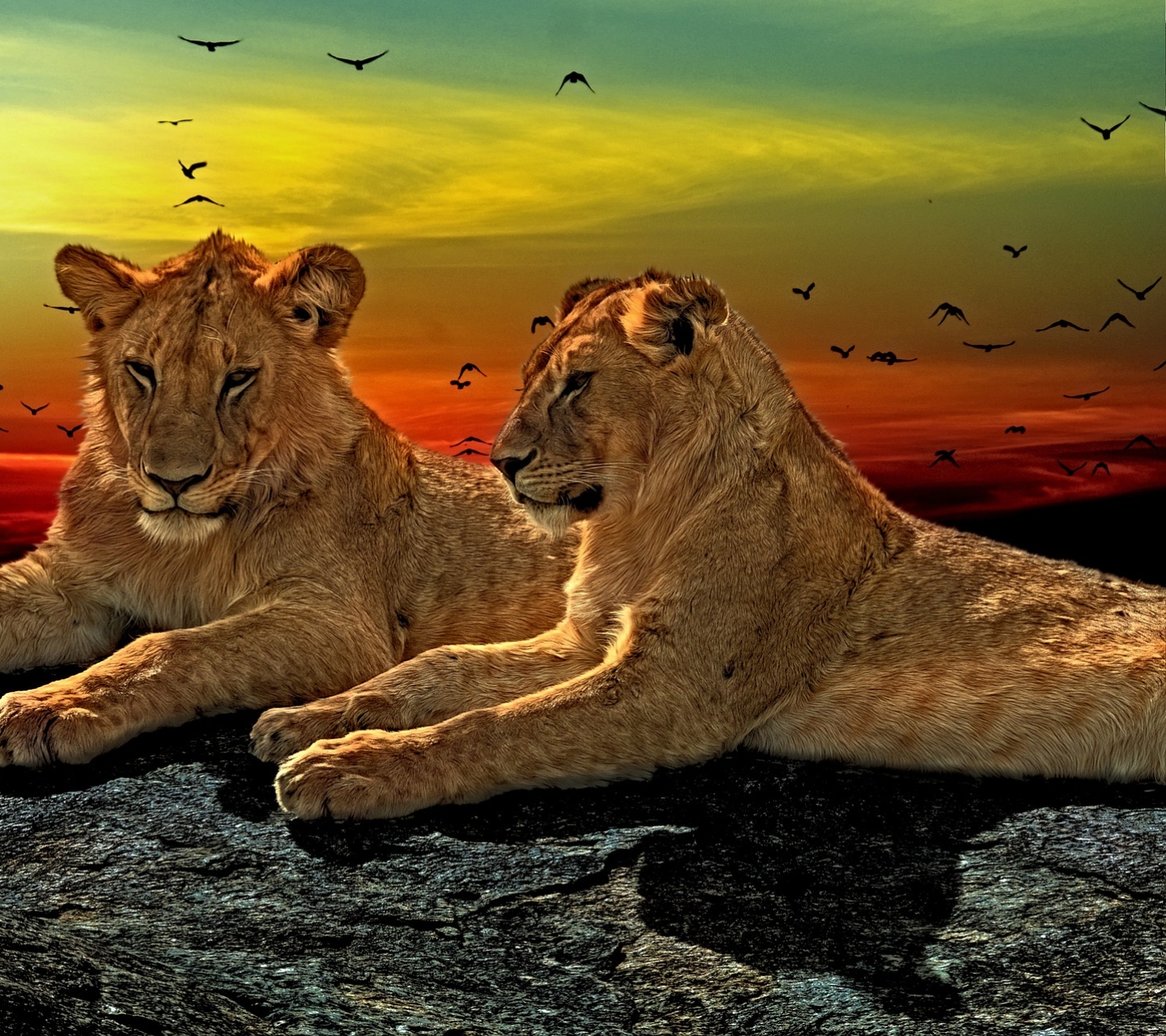 Download mobile wallpaper Cats, Lion, Animal, Lying Down for free.