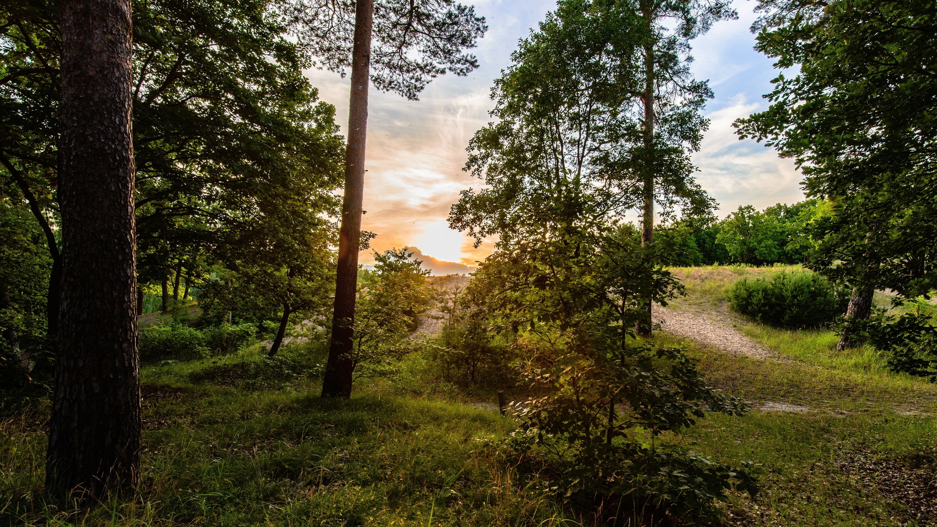 Descarga gratis la imagen Bosque, Tierra/naturaleza en el escritorio de tu PC