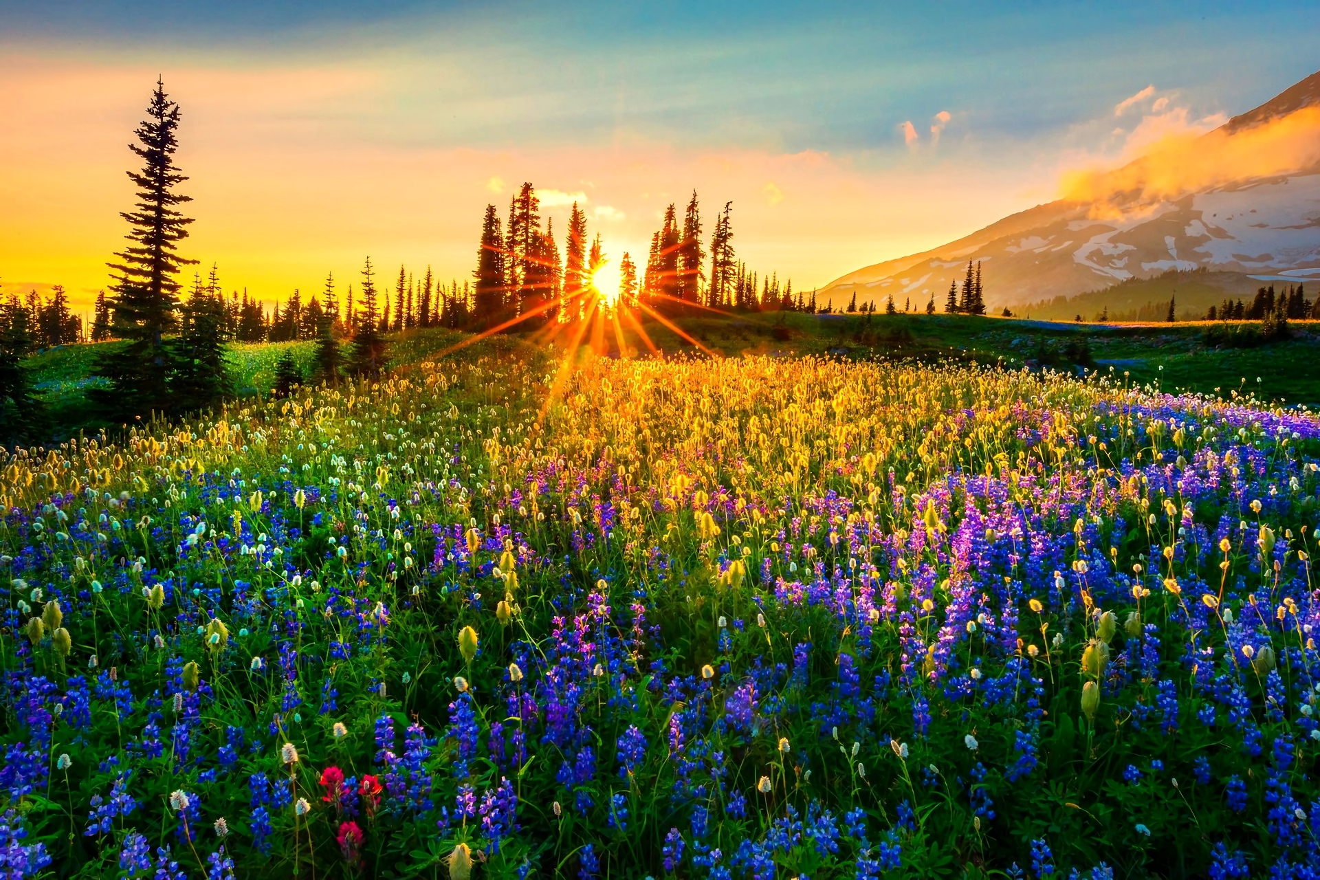 Laden Sie das Blumen, Blume, Gebirge, Frühling, Wiese, Sonnenstrahl, Lila Blume, Erde/natur, Blaue Blume-Bild kostenlos auf Ihren PC-Desktop herunter