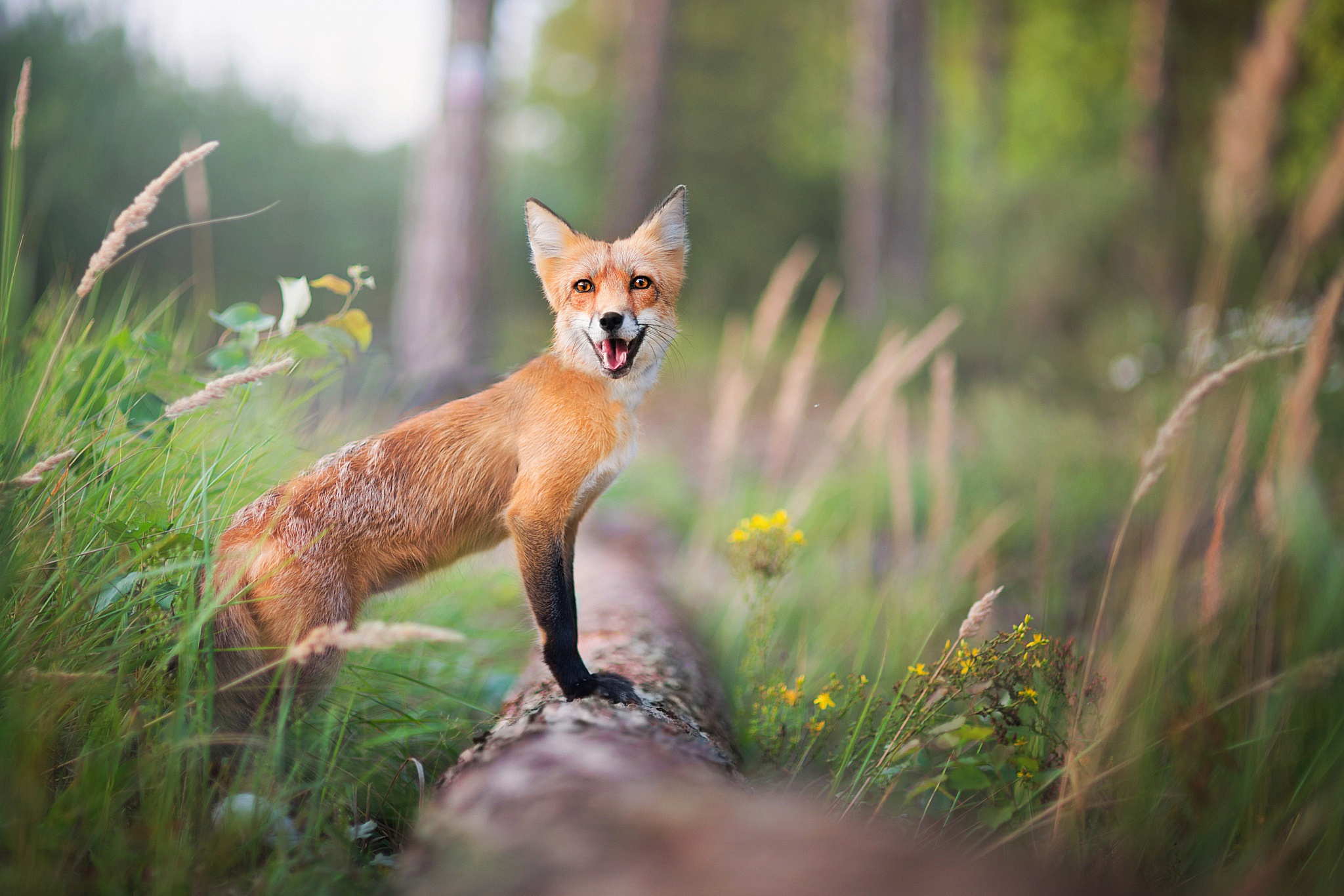 無料モバイル壁紙動物, ぼかし, 狐をダウンロードします。
