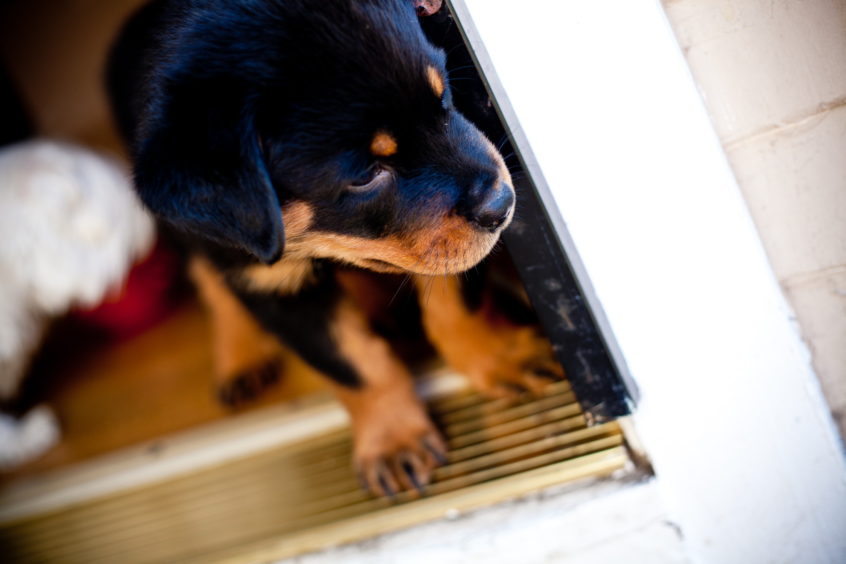 Baixe gratuitamente a imagem Animais, Cães, Cão na área de trabalho do seu PC