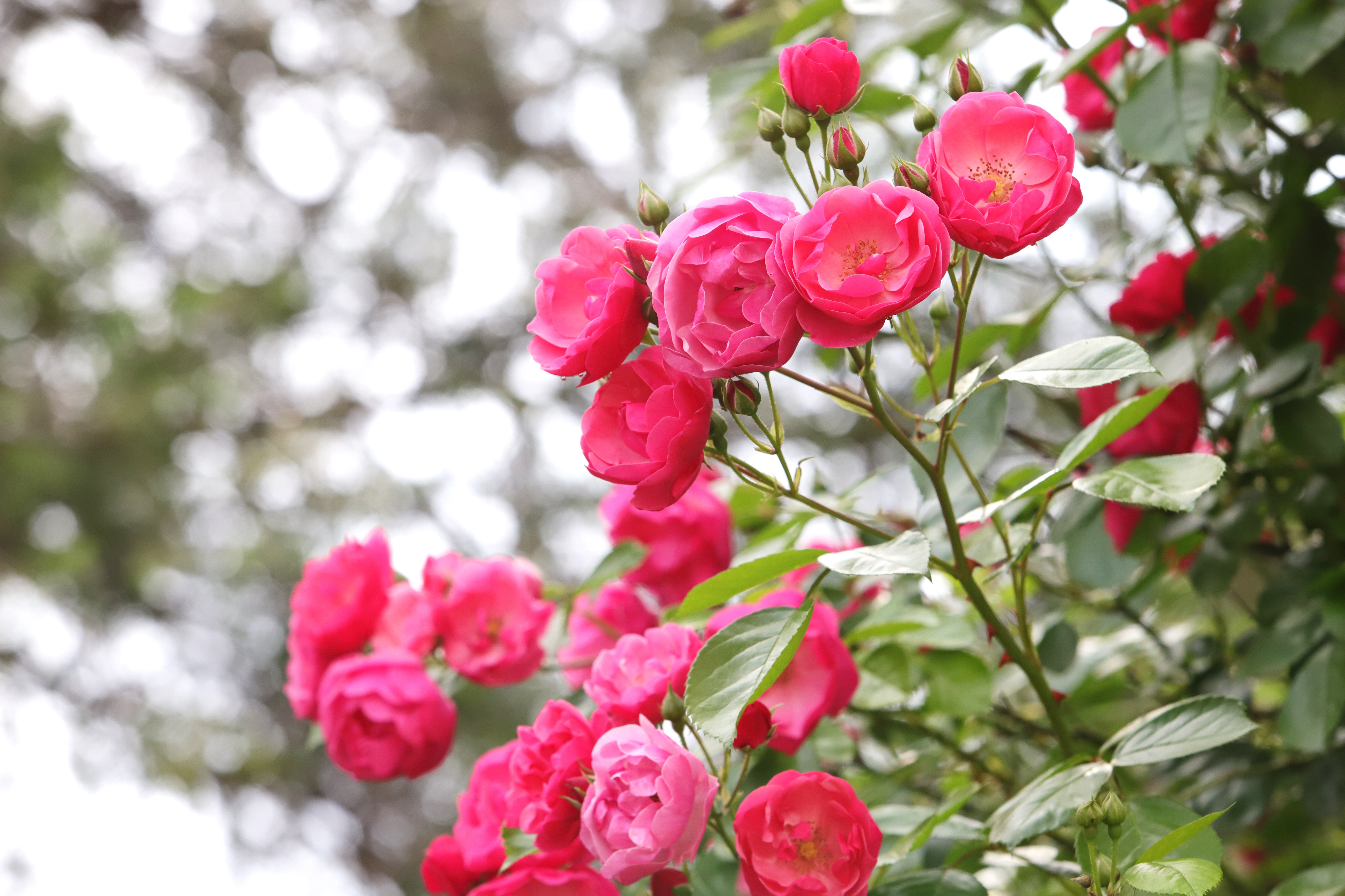 Download mobile wallpaper Rose, Earth, Bokeh, Pink Flower, Pink Rose, Rose Bush for free.