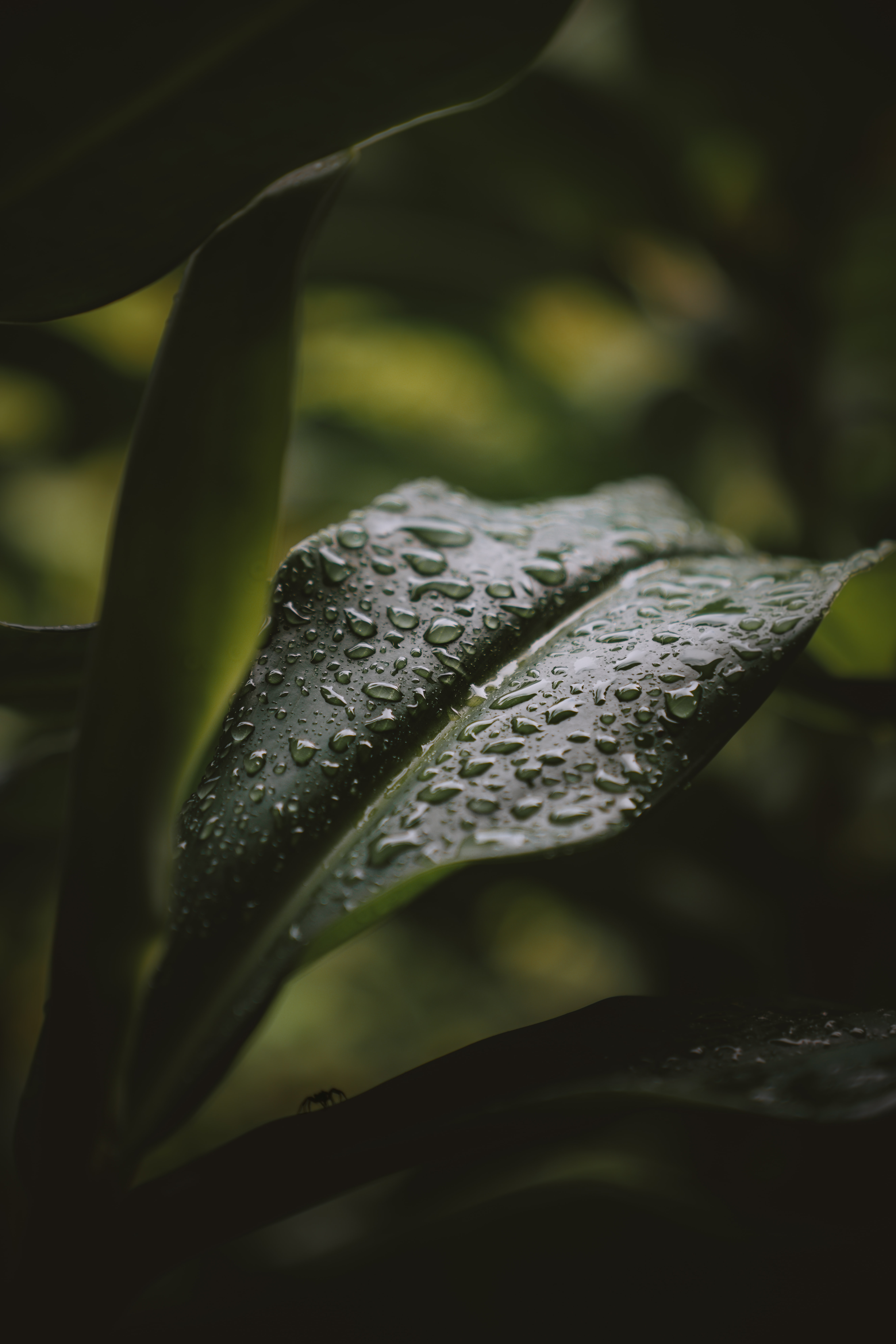 Download mobile wallpaper Sheet, Nature, Drops, Water, Plant, Leaf for free.