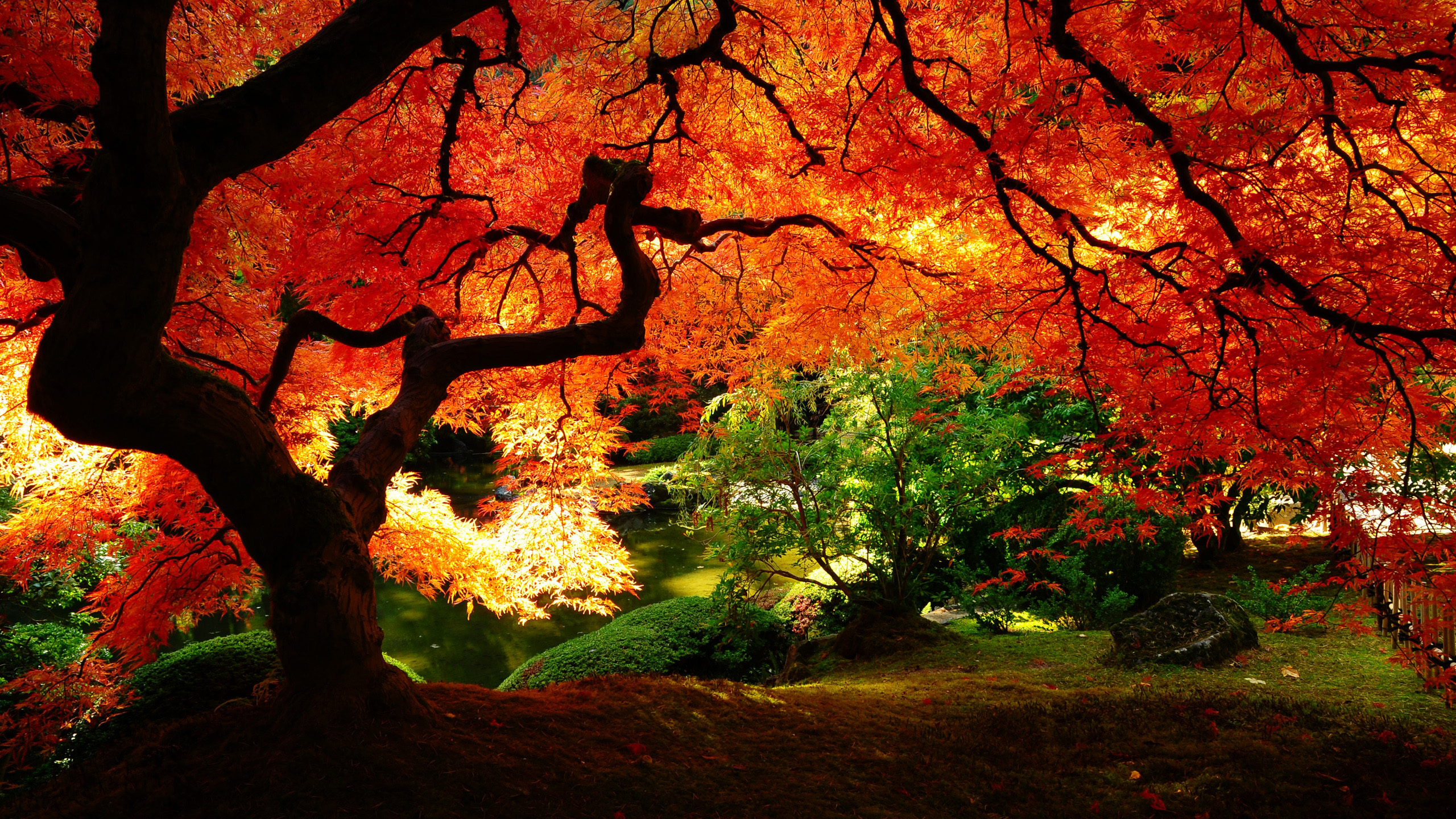 nature, fall, photography, park, tree