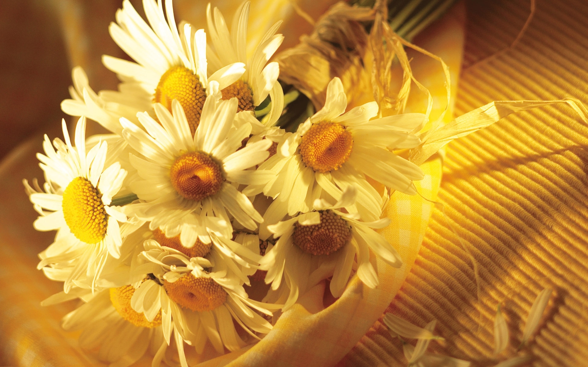 Laden Sie das Kamille, Blumen, Pflanzen-Bild kostenlos auf Ihren PC-Desktop herunter