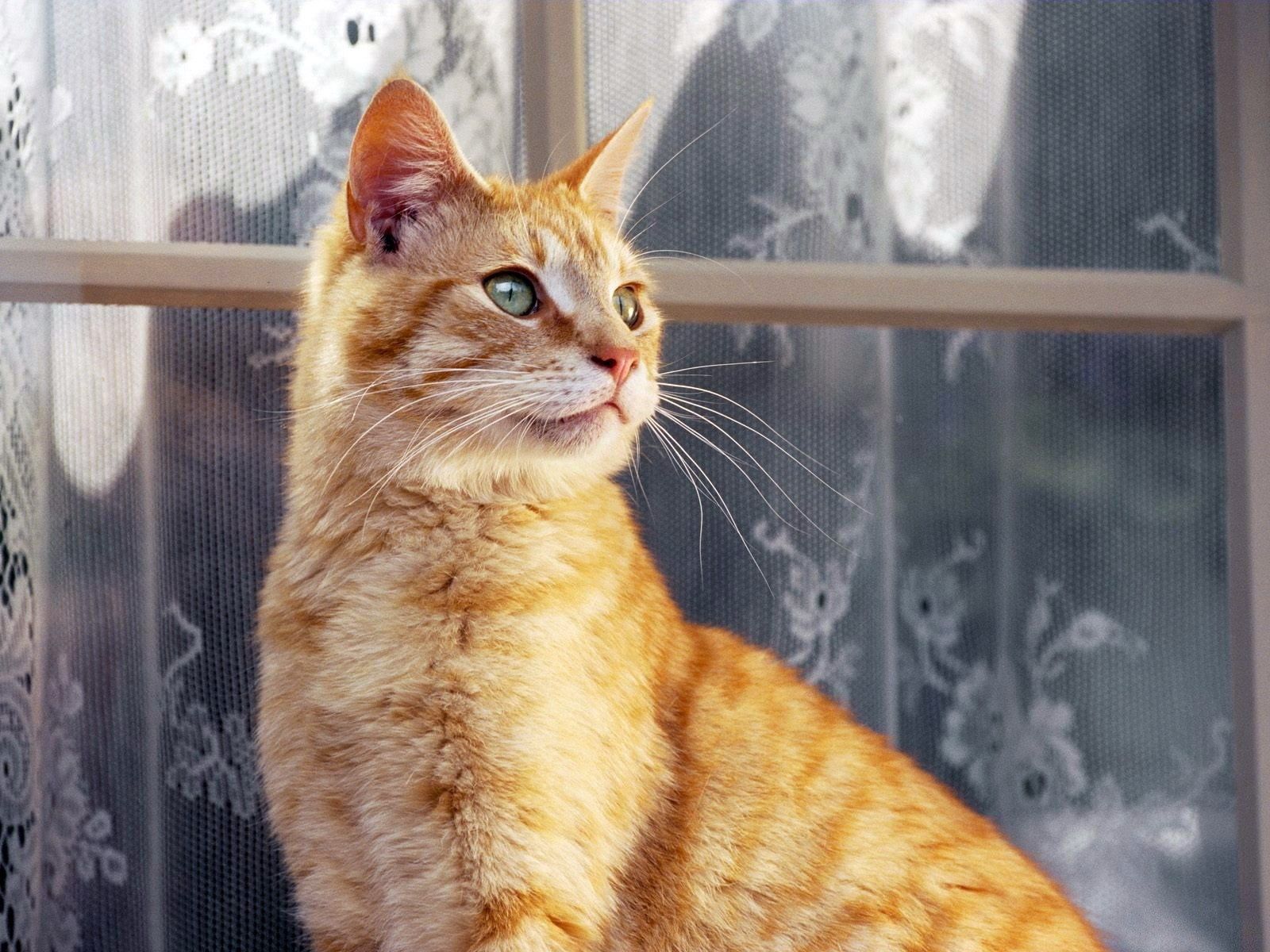 animals, cat, striped, window, window sill, windowsill, curtains