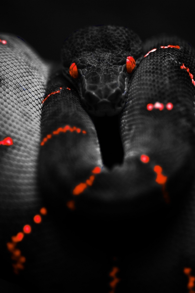 Download mobile wallpaper Animal, Snake, Reptiles, Boa, Python for free.