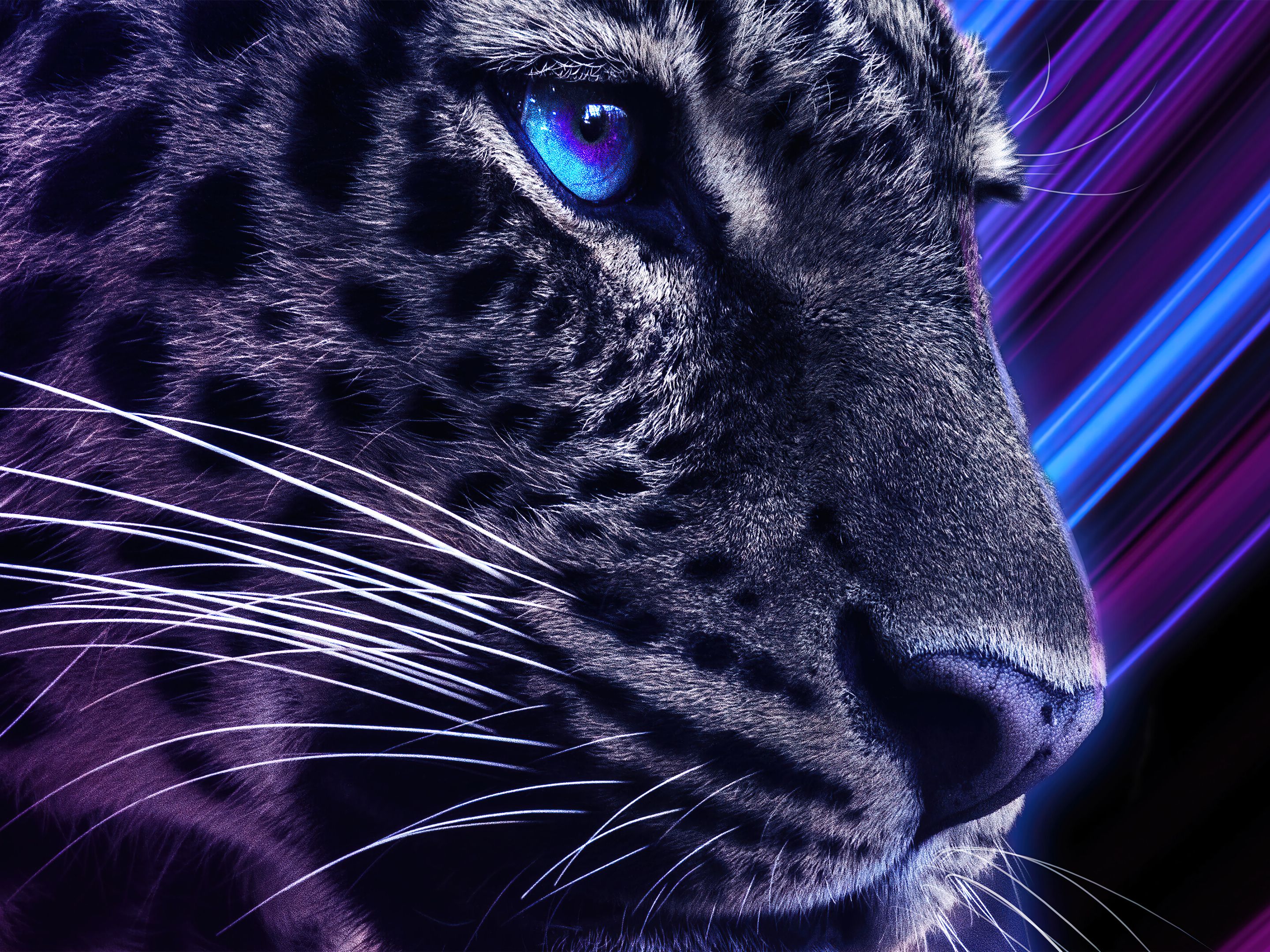 Laden Sie das Fantasie, Leopard-Bild kostenlos auf Ihren PC-Desktop herunter