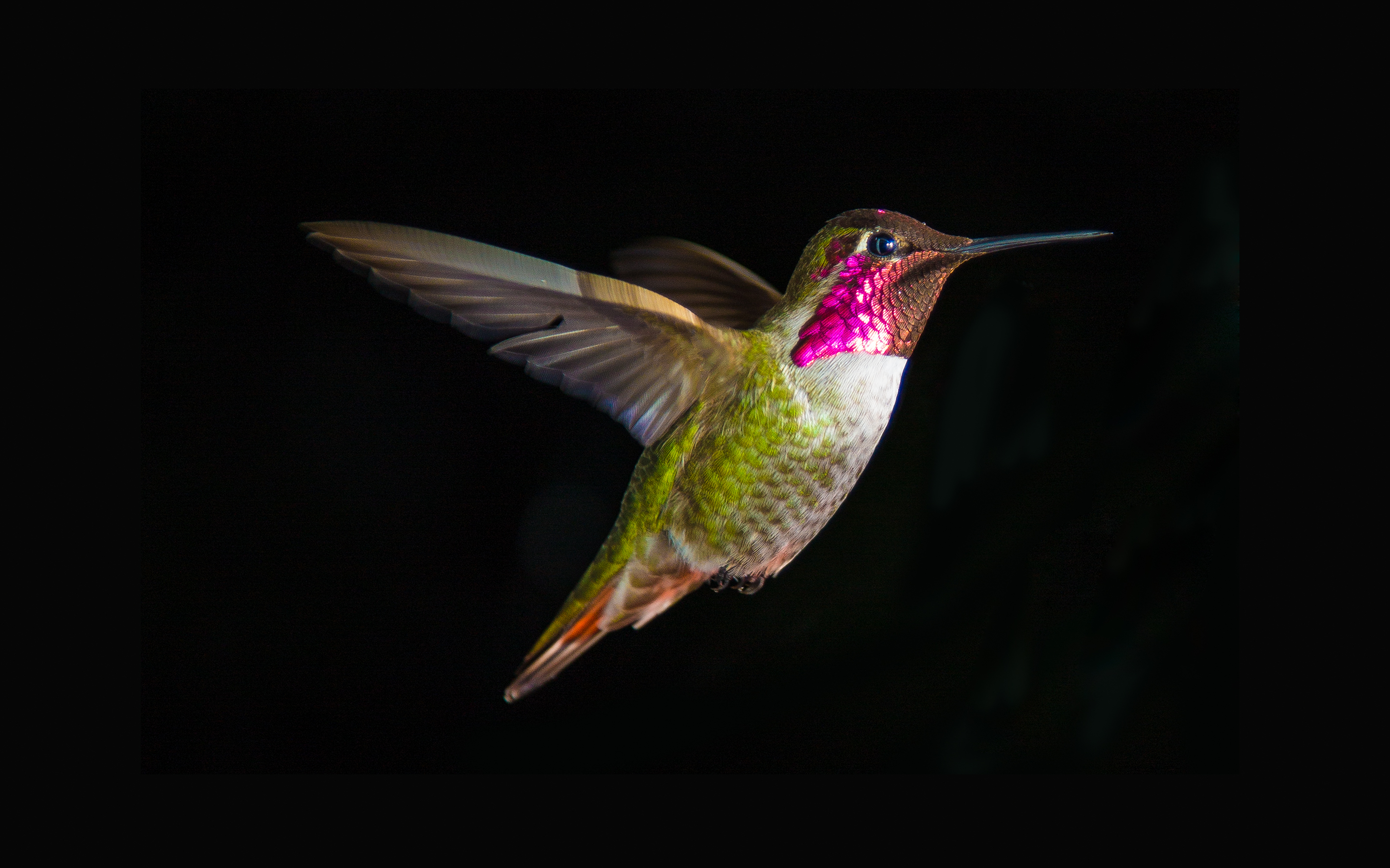 1474427 Hintergrundbild herunterladen kolibri, tiere, vogel, nahansicht - Bildschirmschoner und Bilder kostenlos