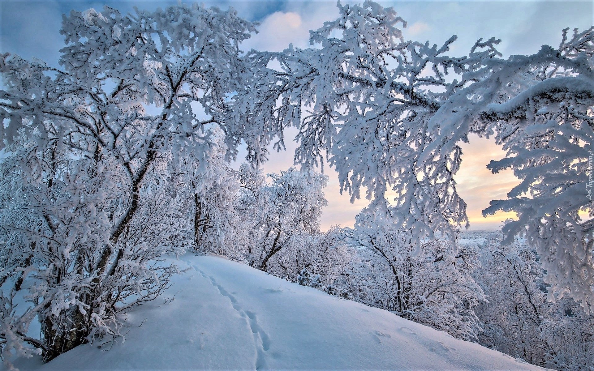 PCデスクトップに冬, 木, 雪, 地球画像を無料でダウンロード